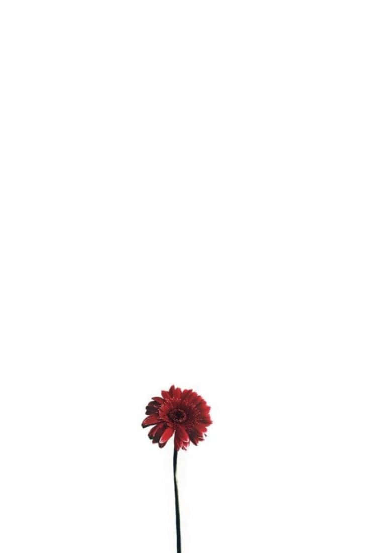 Minimaleblumen Blühen Vor Einem Weißen Hintergrund. Wallpaper