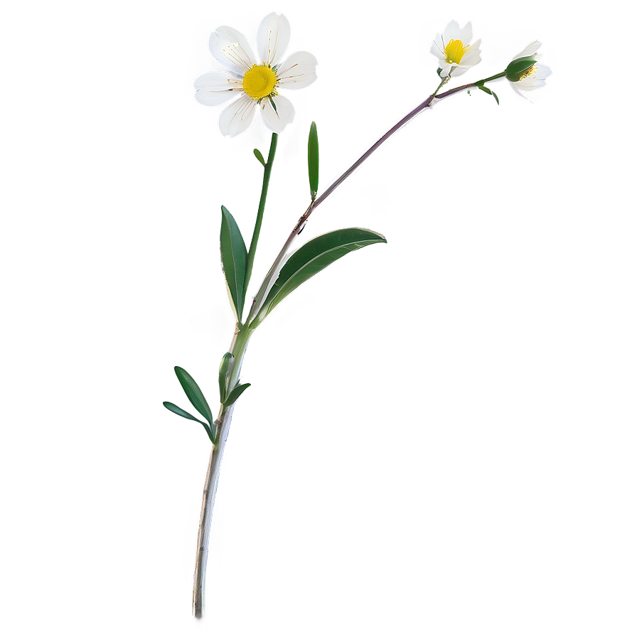 Minimalist Flower Stem Png 06132024 PNG