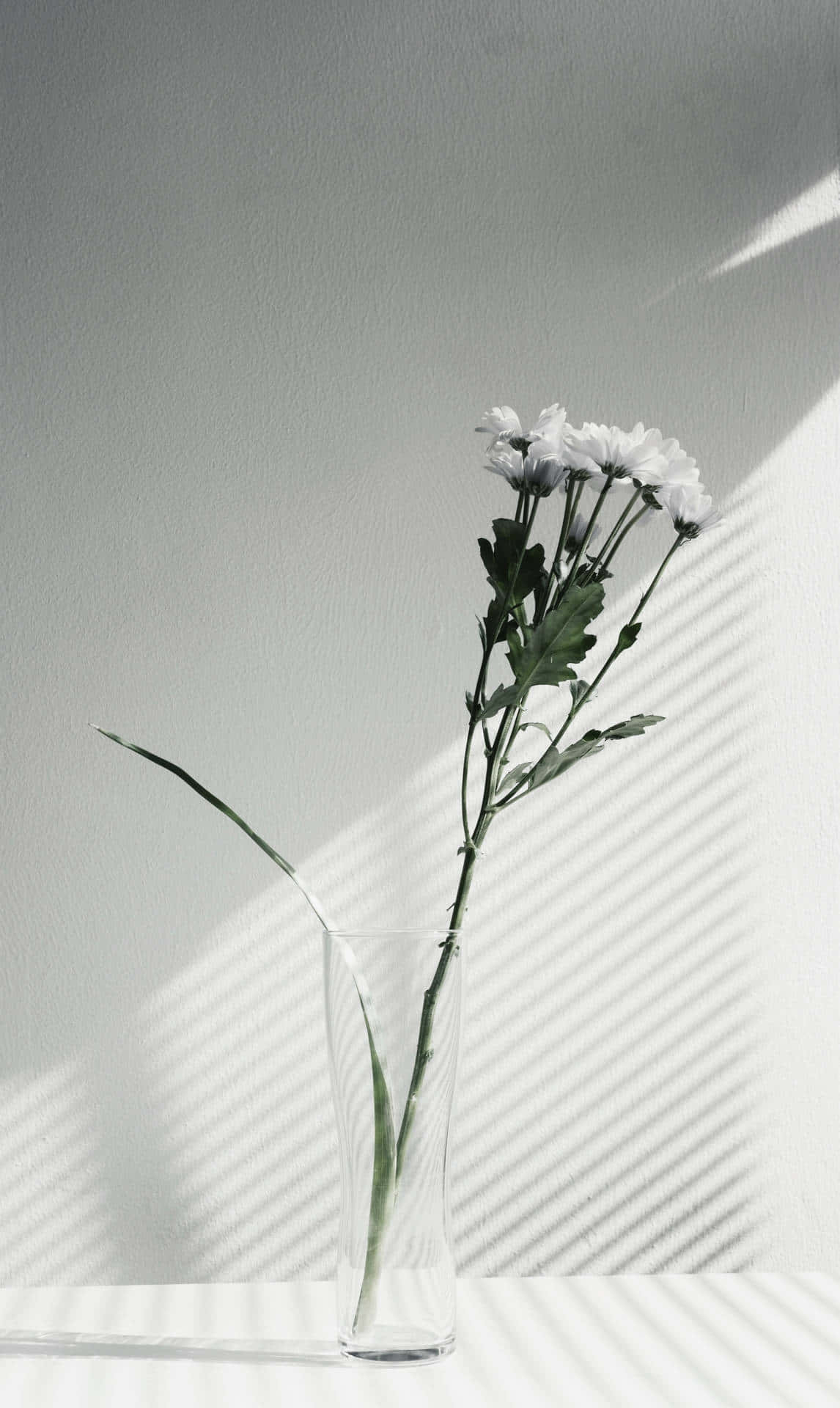 Minimalist Flowerin Sunlight Wallpaper
