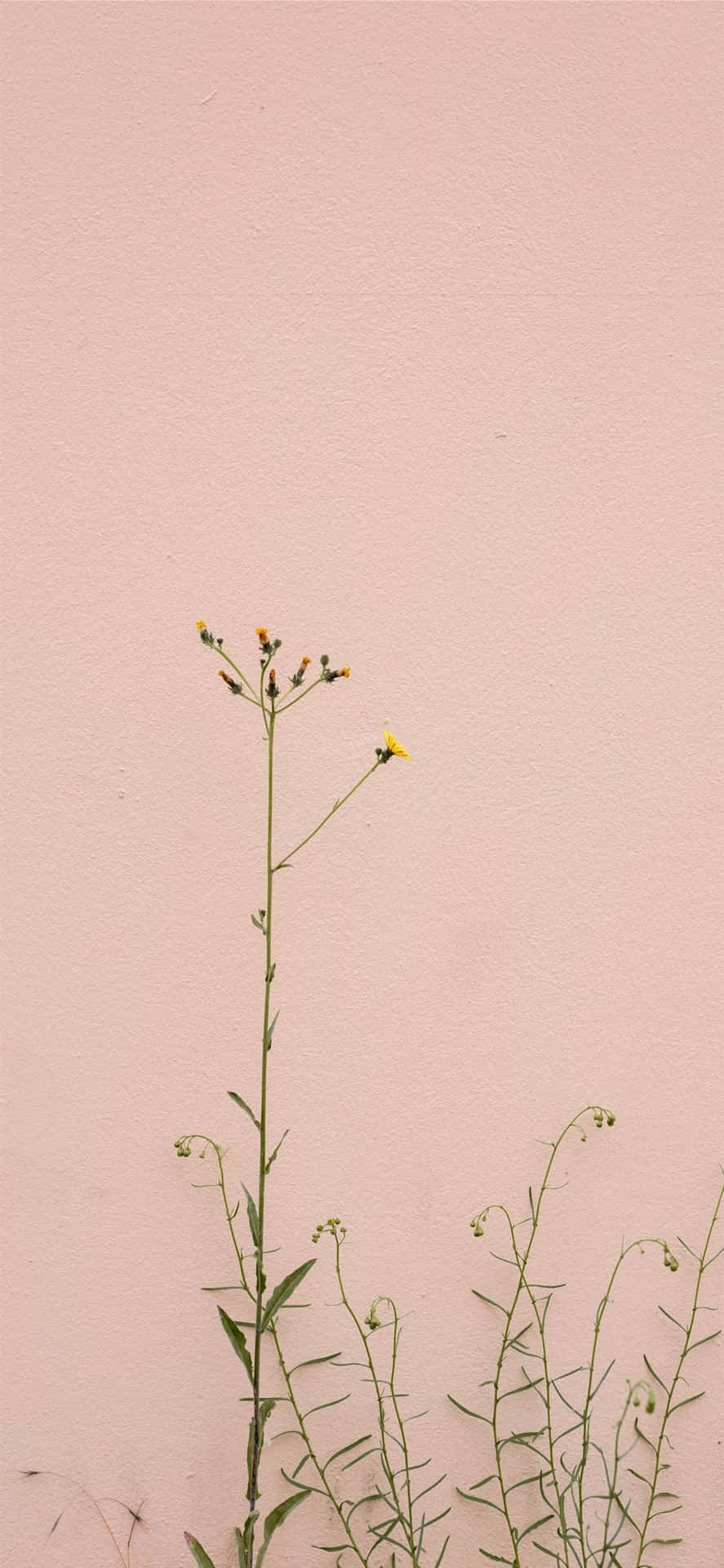 Minimalist Floweron Pink Backdrop.jpg Wallpaper