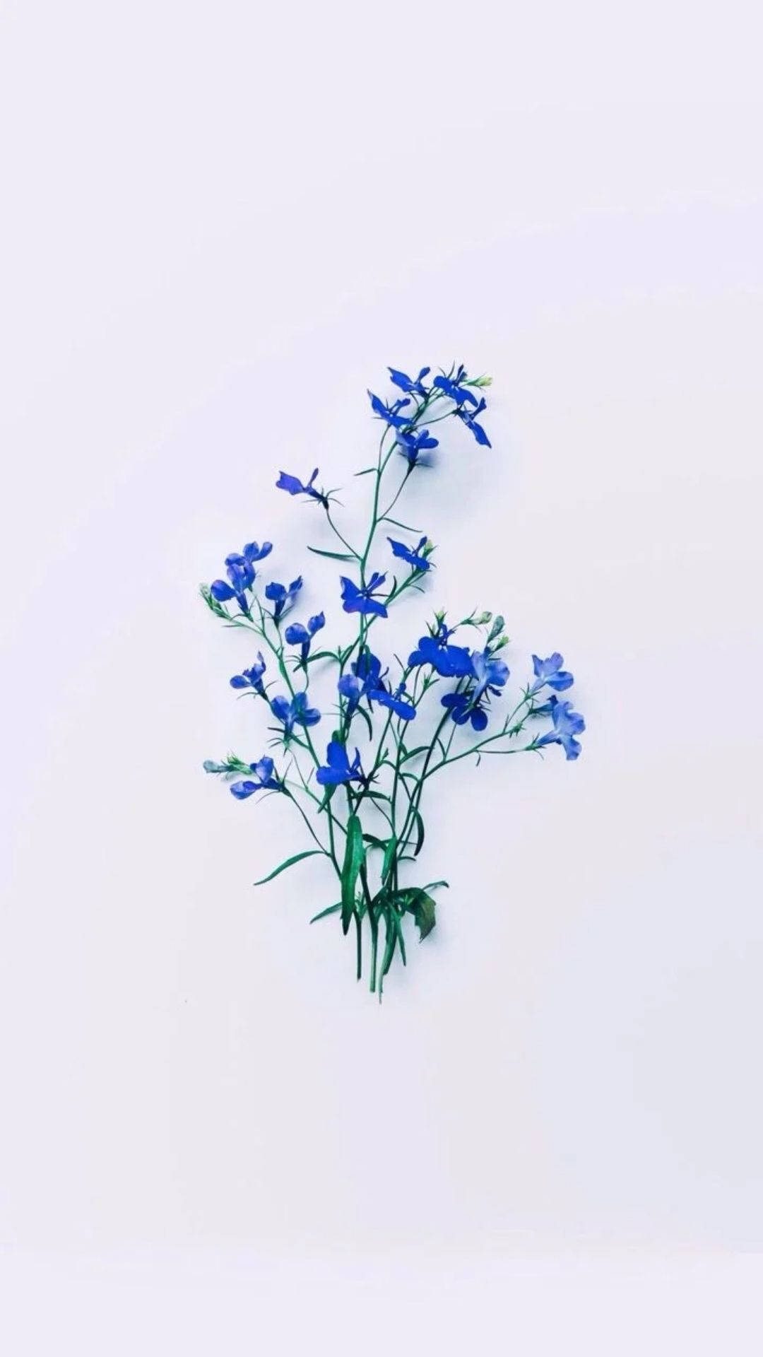 Download Minimalist Flowers Aesthetic Wallpaper 