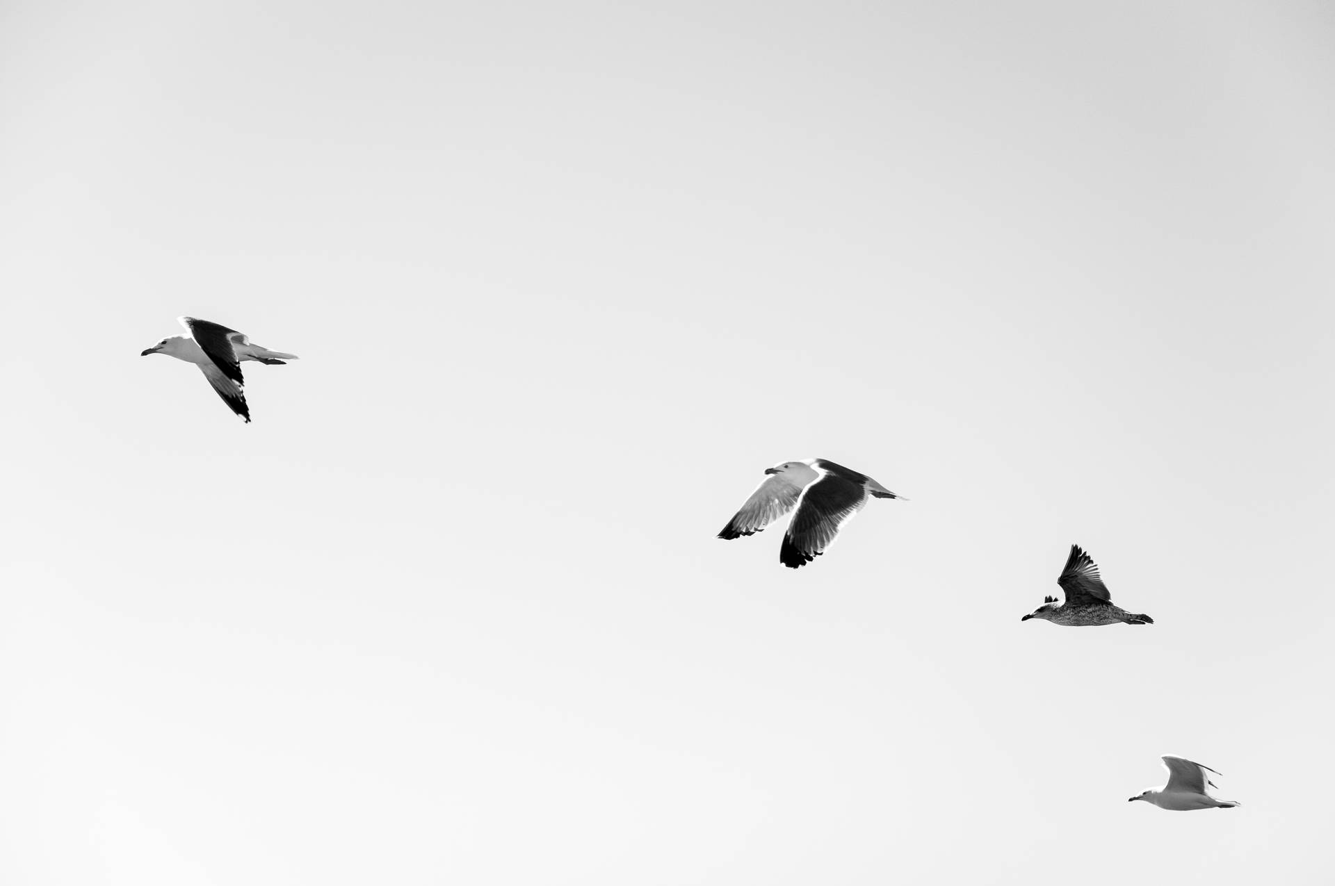 Minimalist Flying Seagulls