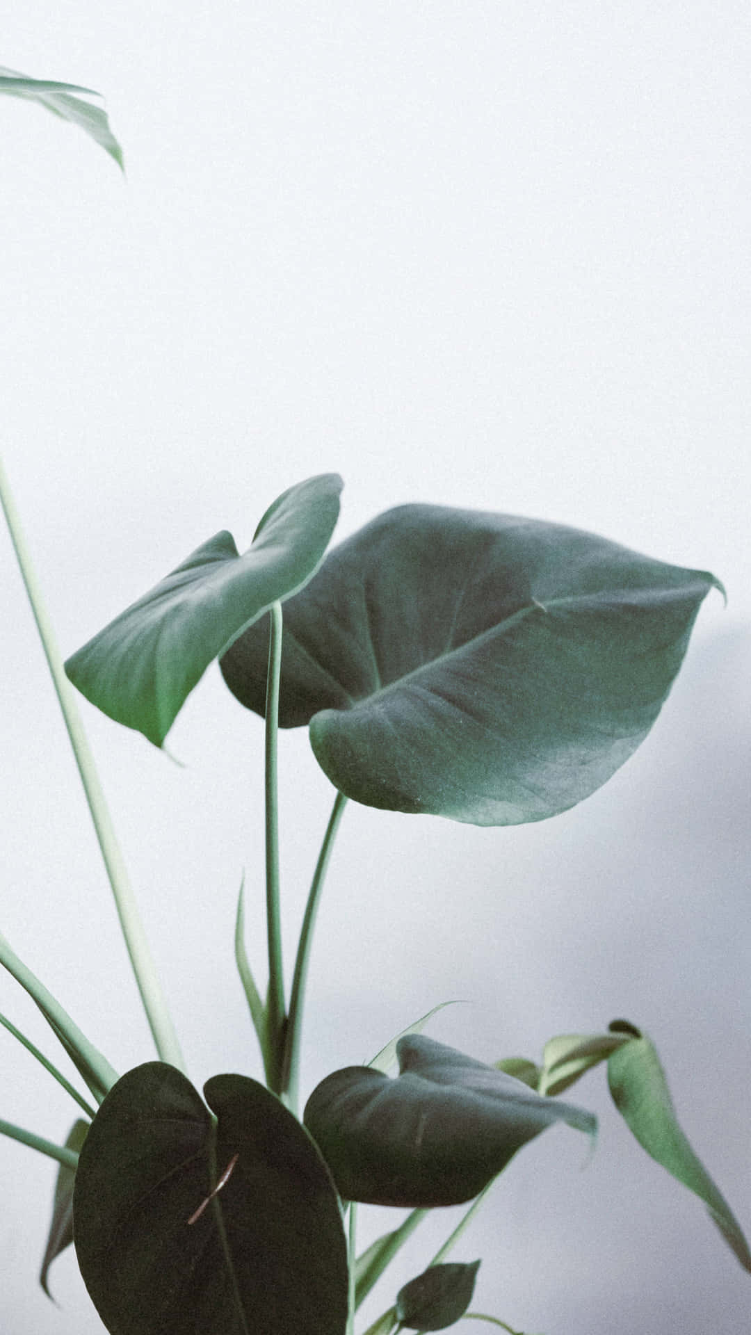 Minimalist Green Leaf Photography Wallpaper