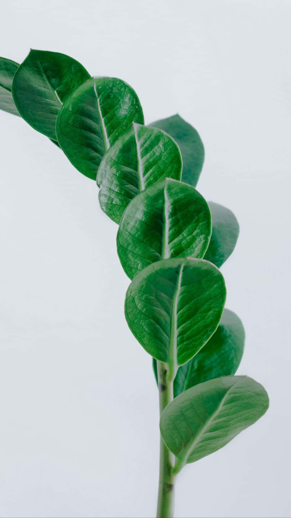 Minimalist Green Leaf Stem Wallpaper