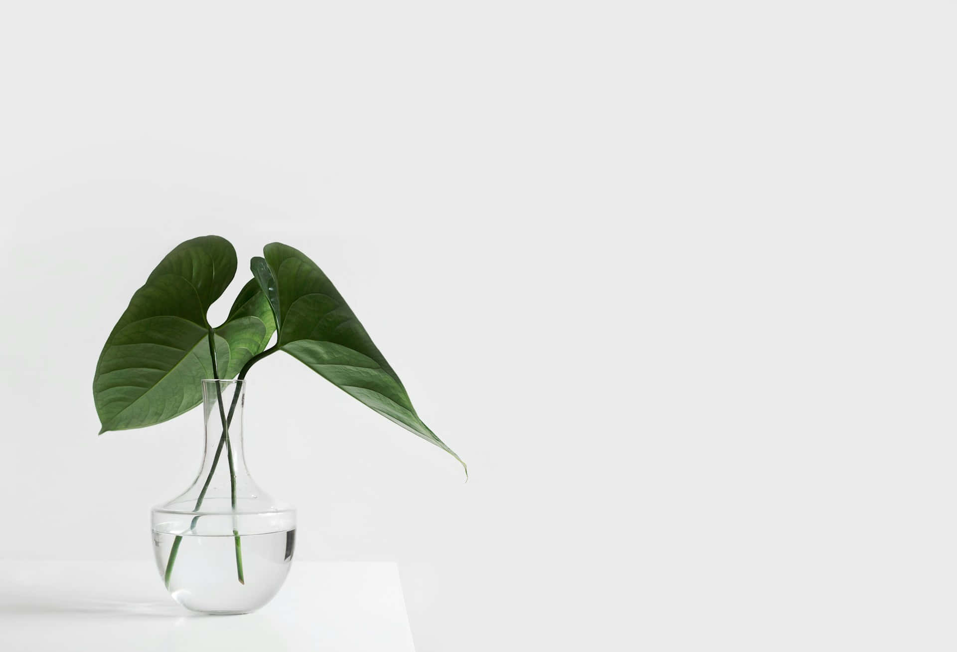 Minimalist Green Leafin Glass Vase Wallpaper