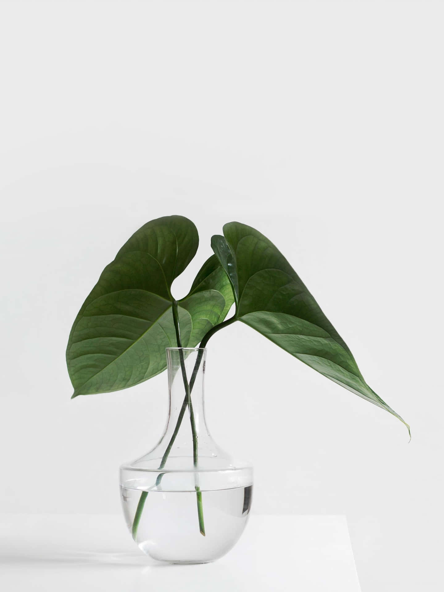Minimalist Green Leavesin Glass Vase Wallpaper
