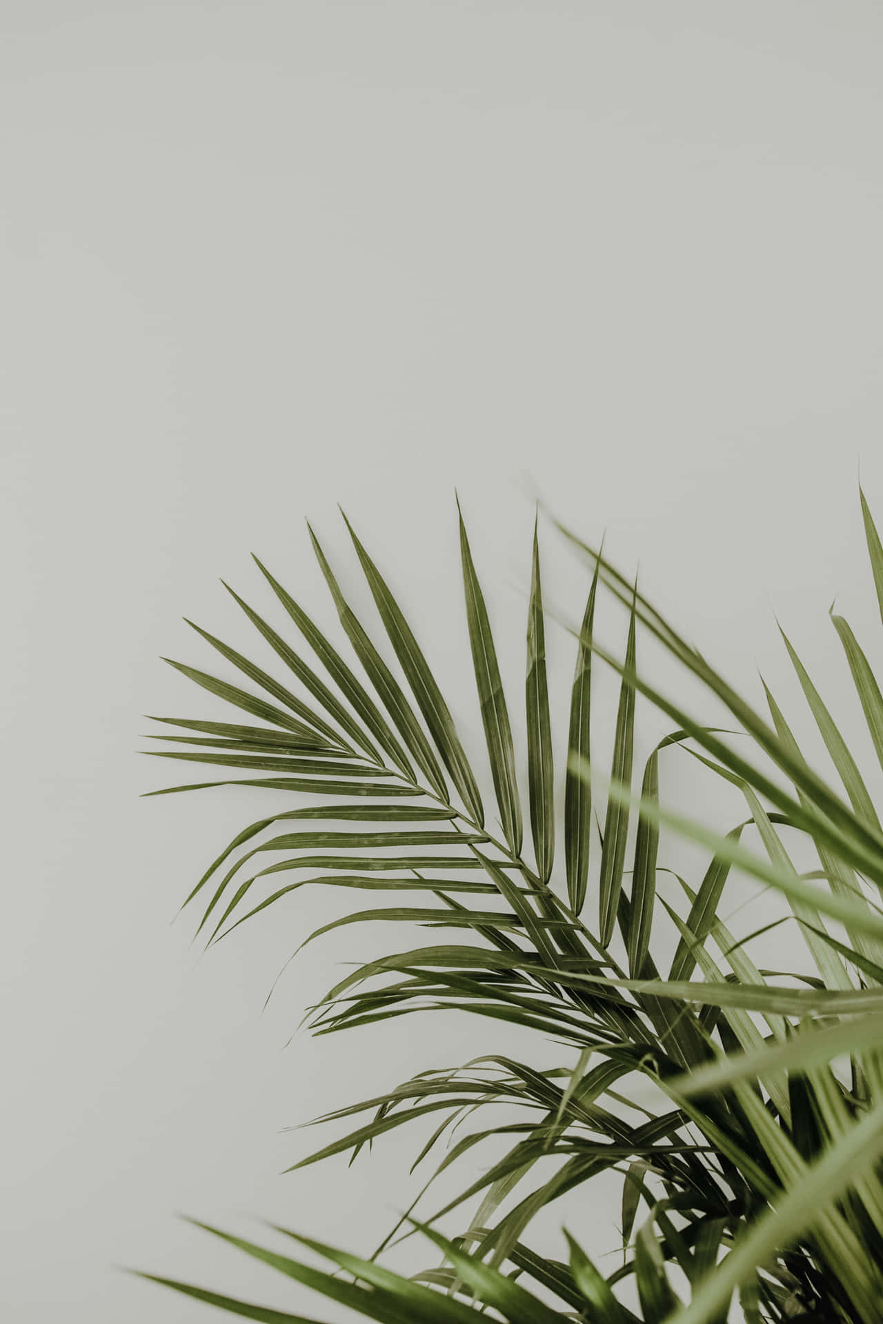 Minimalist Green Palm Leaves Wallpaper