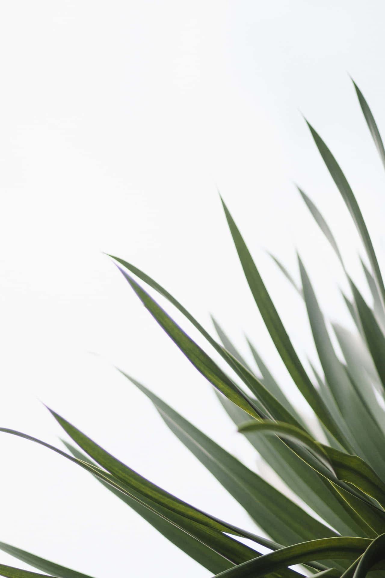 Minimalist Green Plant Leaves Wallpaper