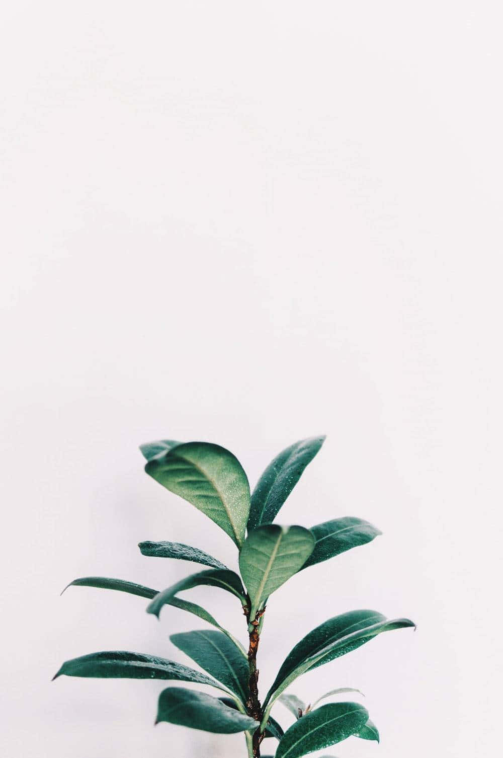 Minimalist Green Plant White Background Wallpaper