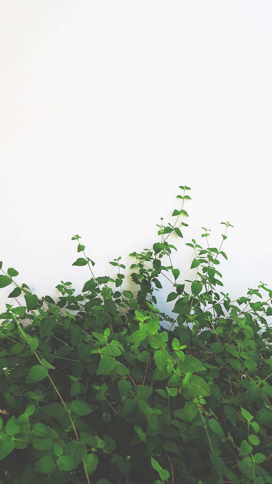 Minimalist Green Vine Wall Wallpaper