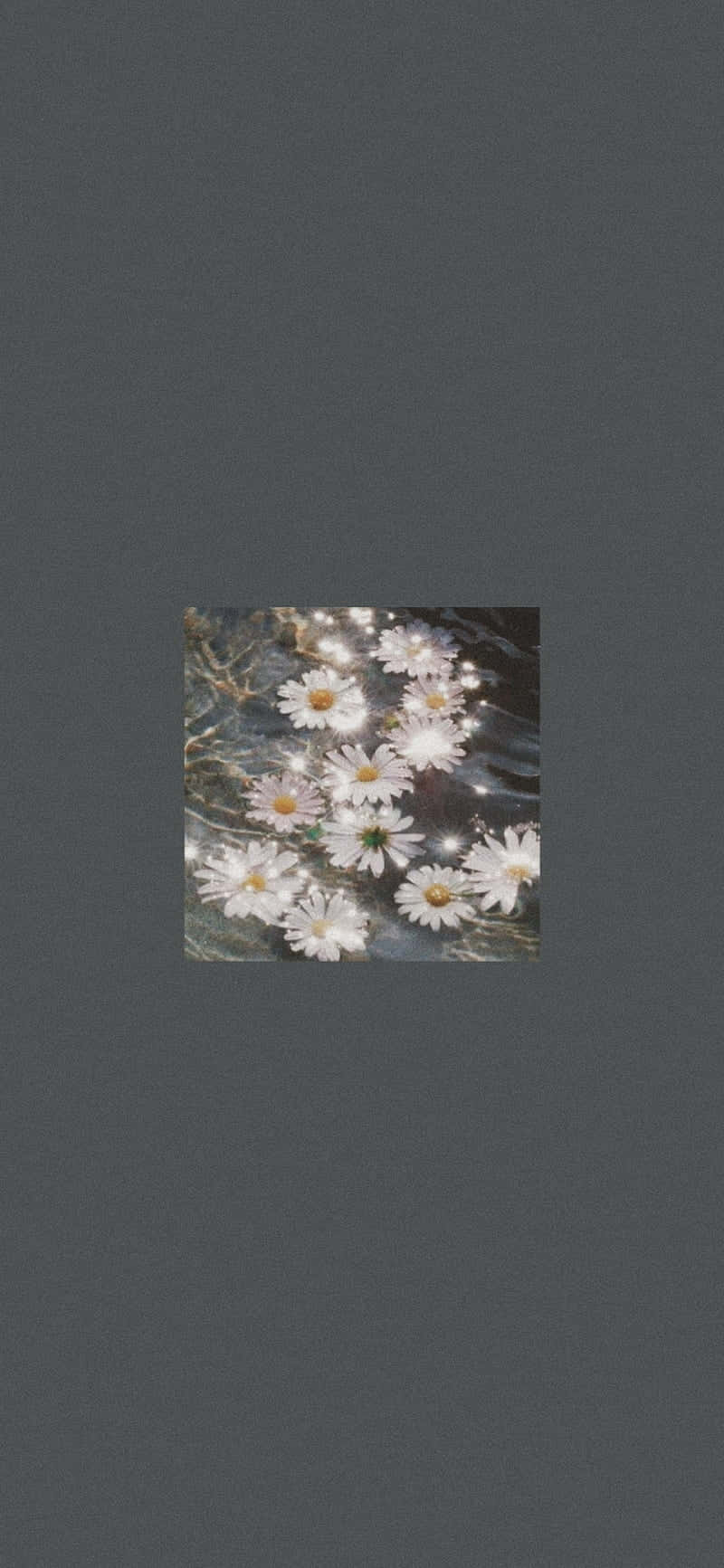 Minimalist Grey Flowers Pictures