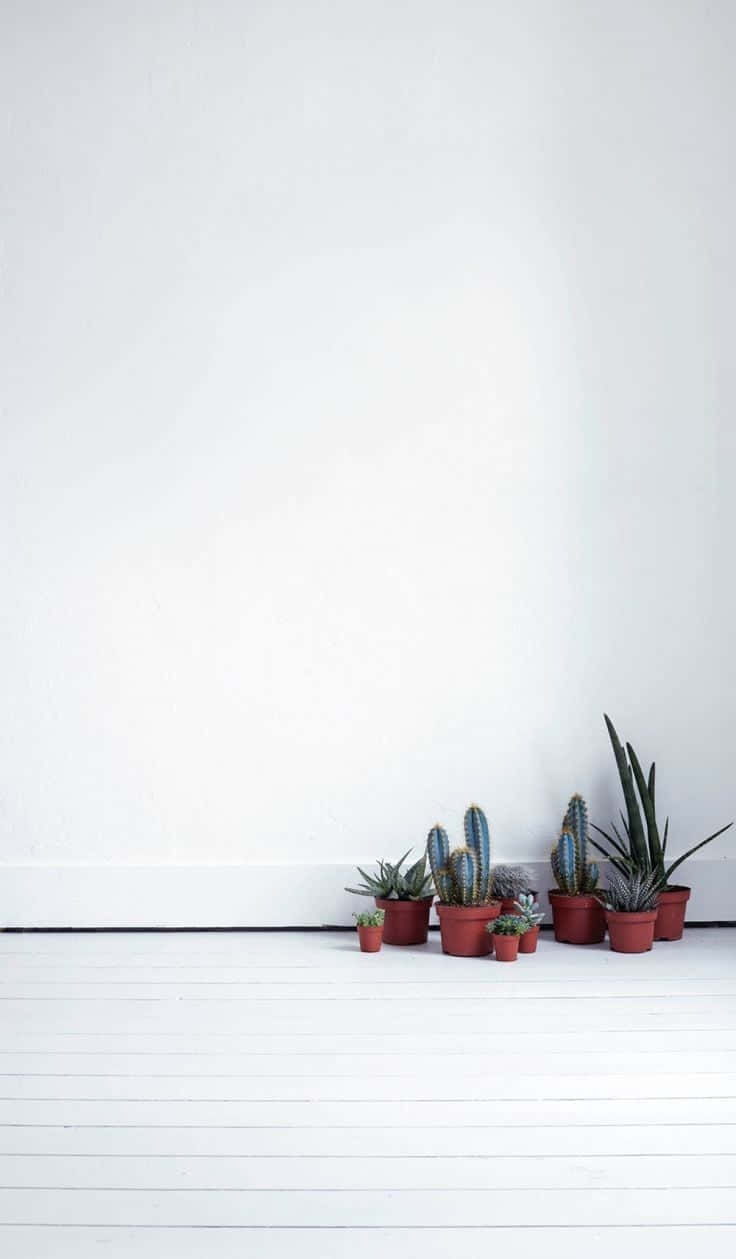 Minimalistisch Interieur Met Planten Achtergrond