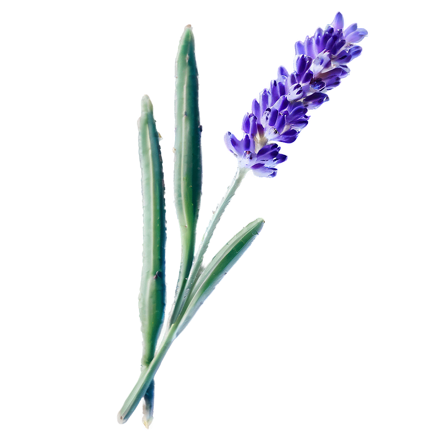 Minimalist Lavender Png Ogm PNG