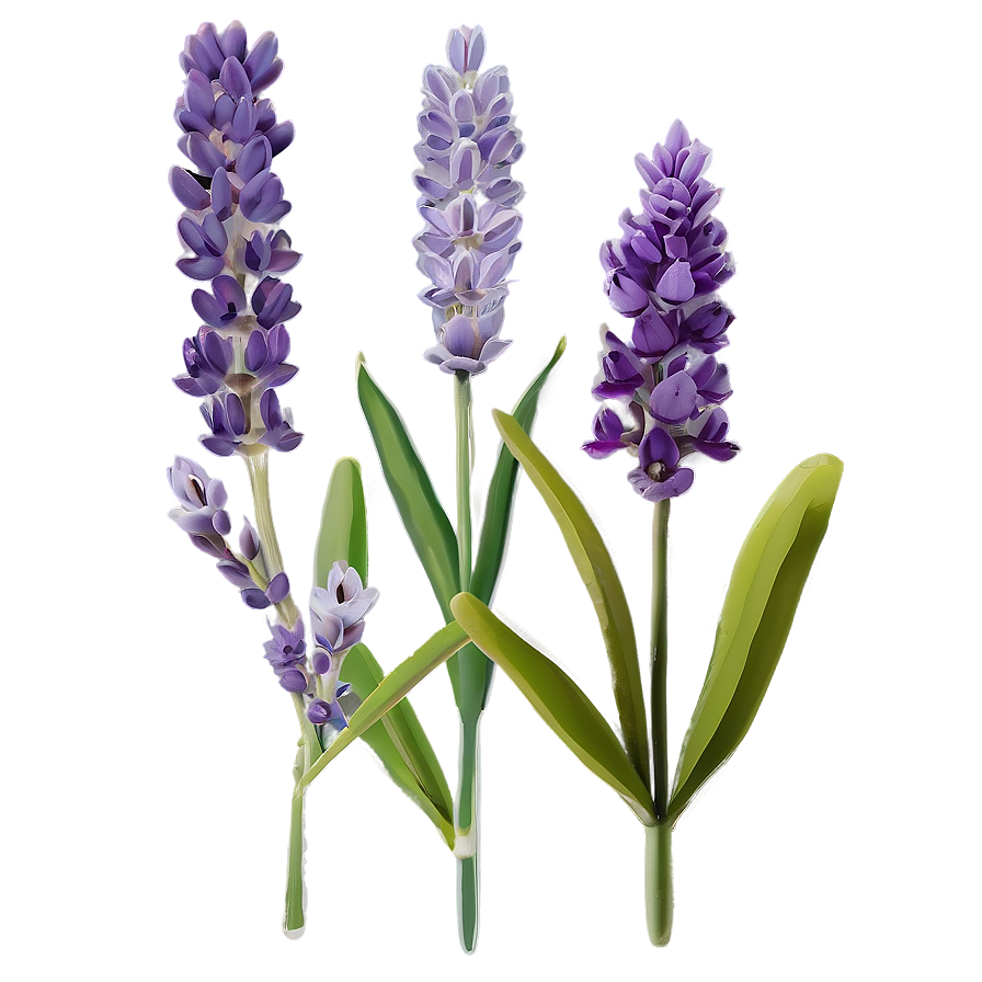 Minimalist Lavender Png Sdy PNG