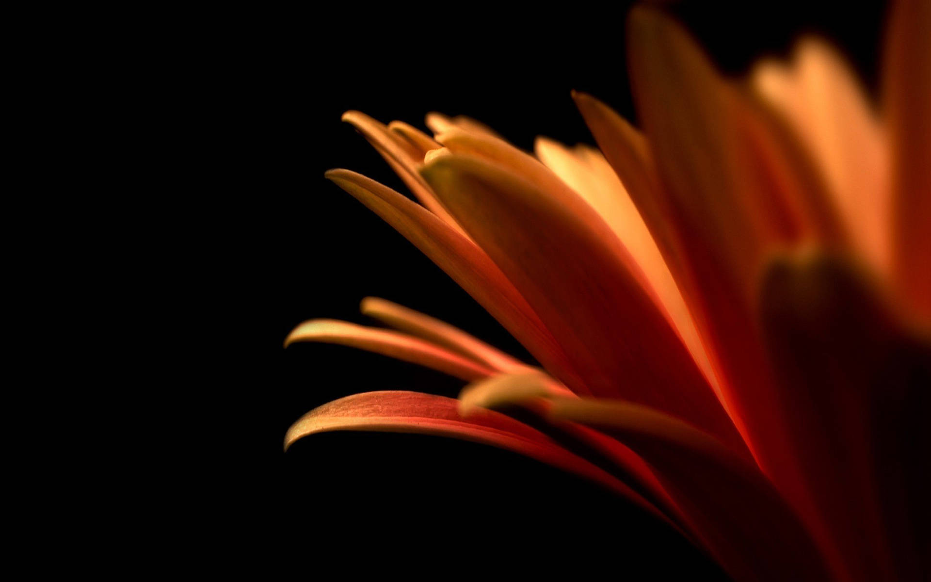 Minimalist Macro Flower Photography