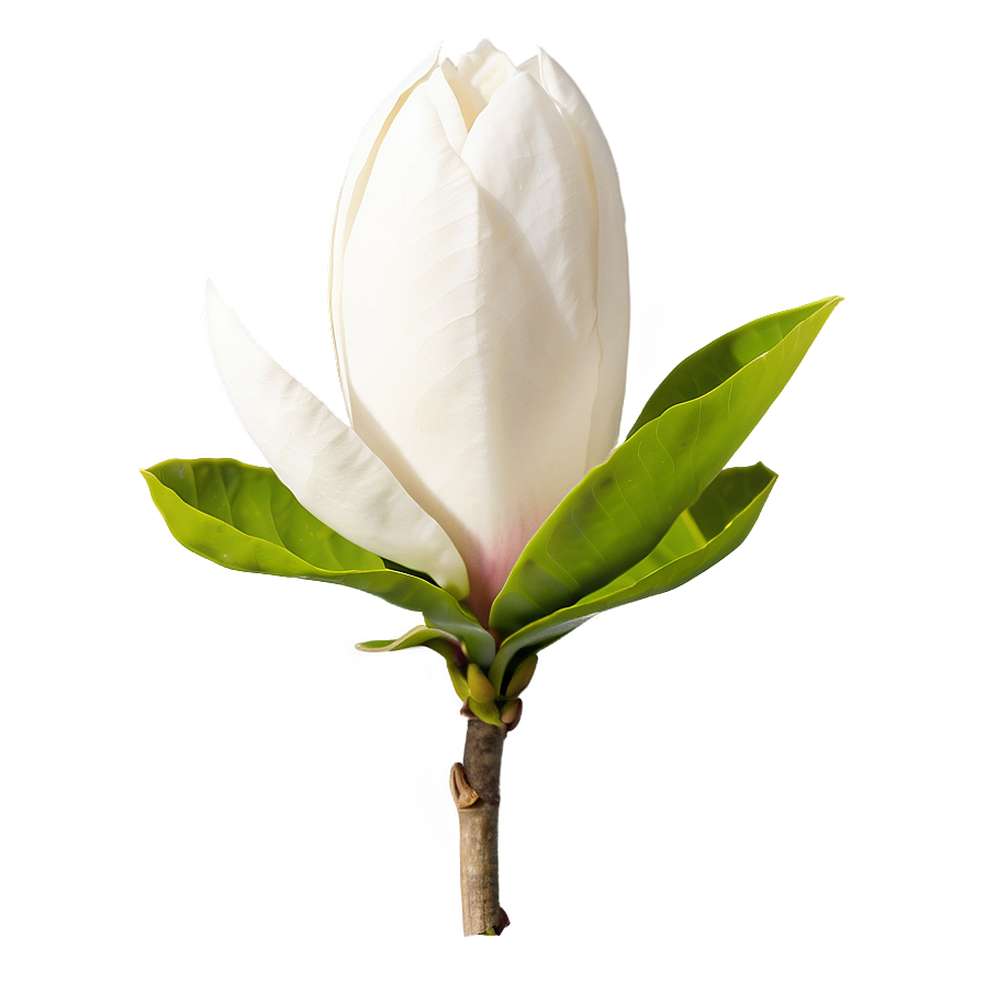 Minimalist Magnolia Flower Png 06252024 PNG