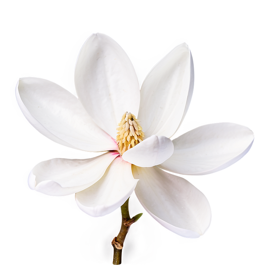 Minimalist Magnolia Flower Png 75 PNG