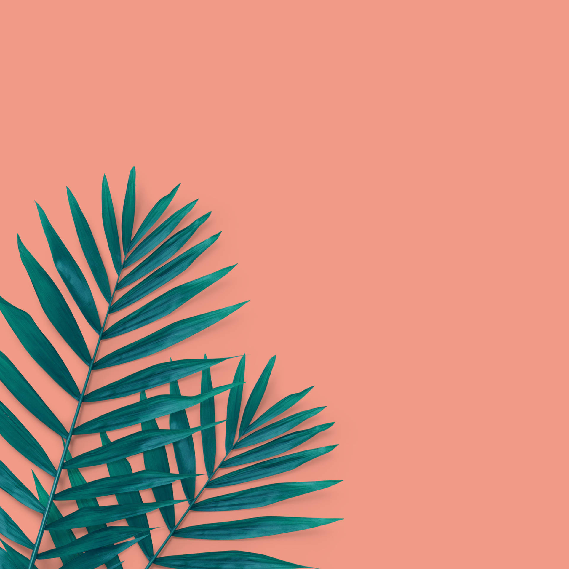 Minimalist Peach Tropical Palm Backdrop Picture