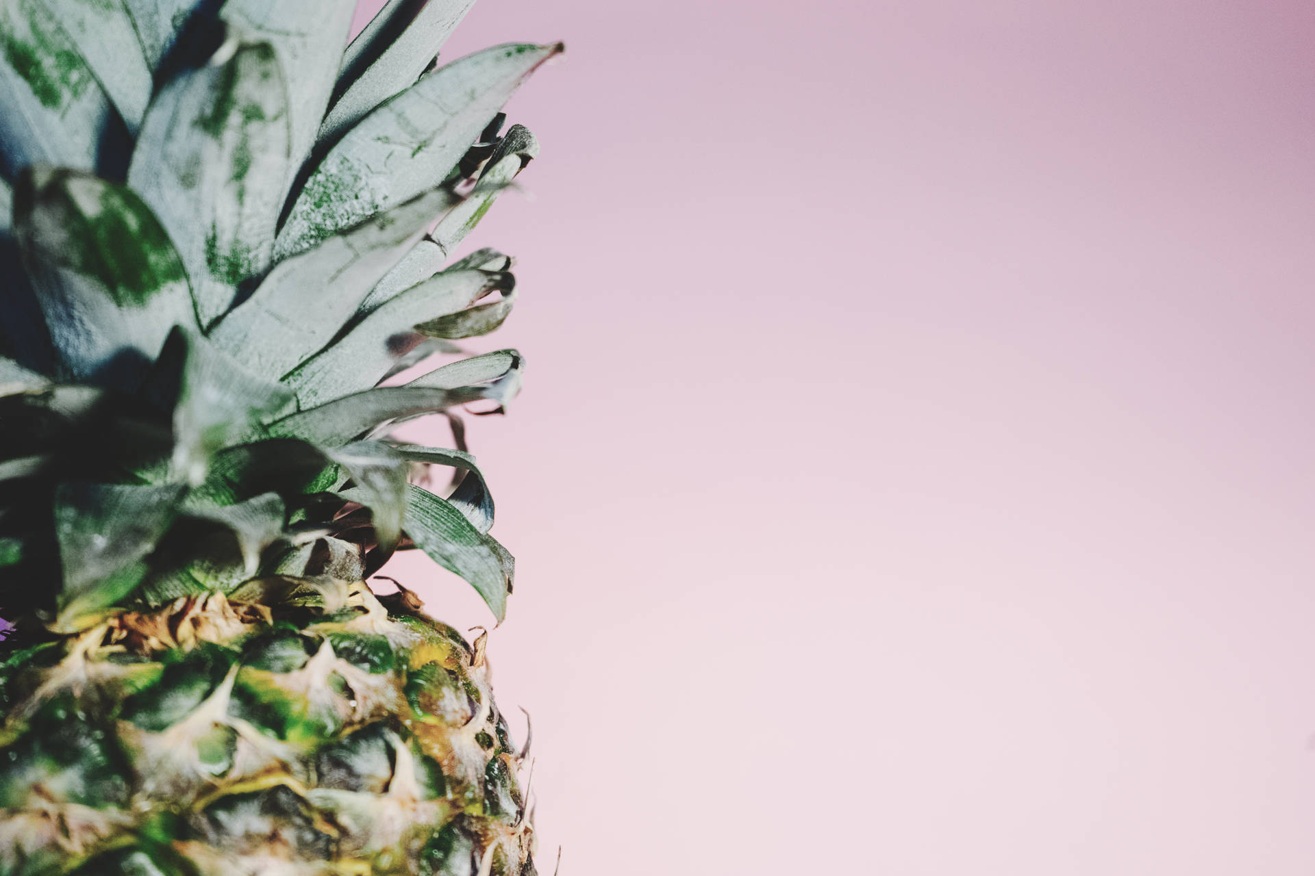 Enjoy the sweet taste of summer with this minimalist pineapple crown Wallpaper