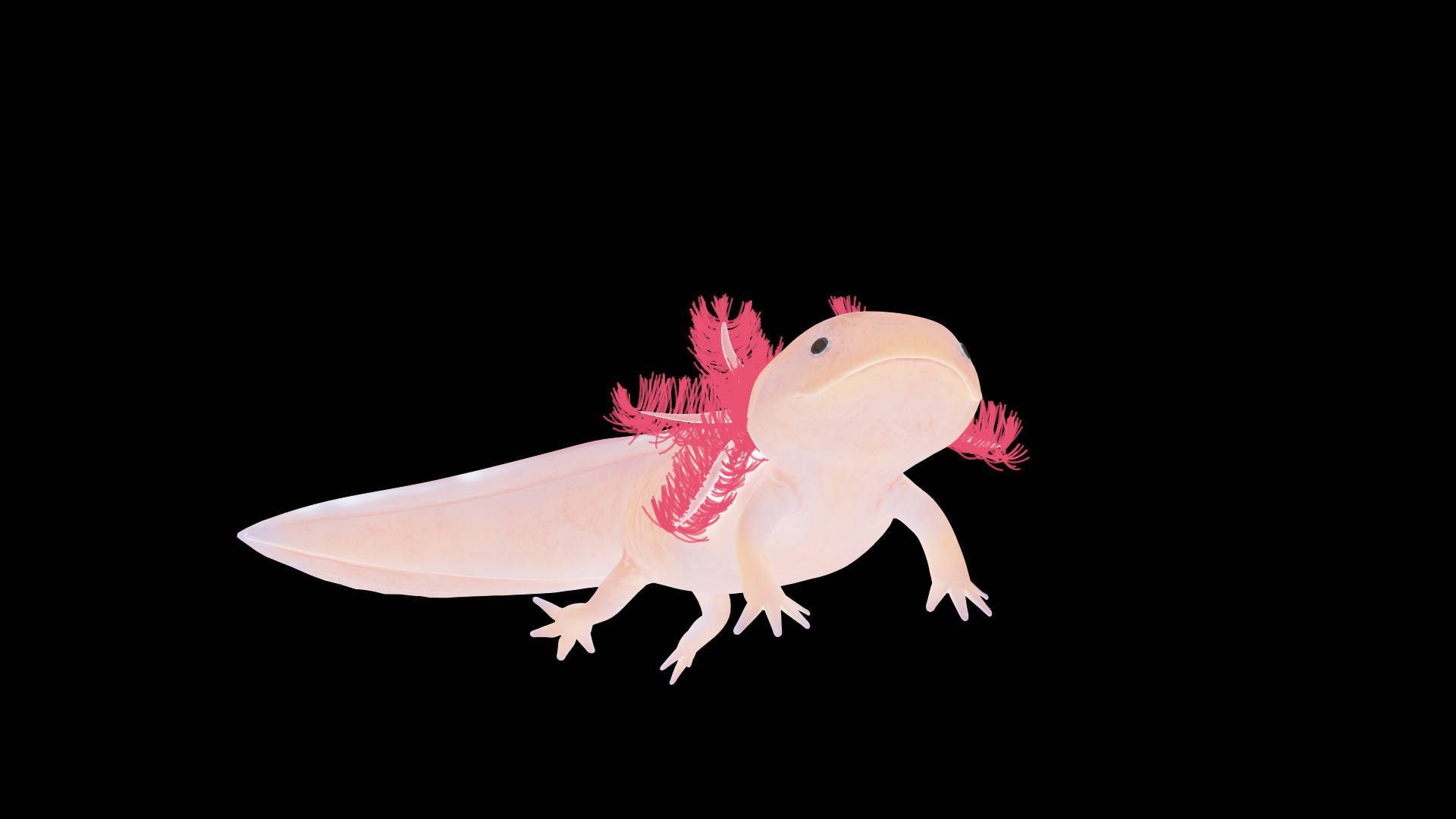 Minimalist Pink Axolotl Wallpaper