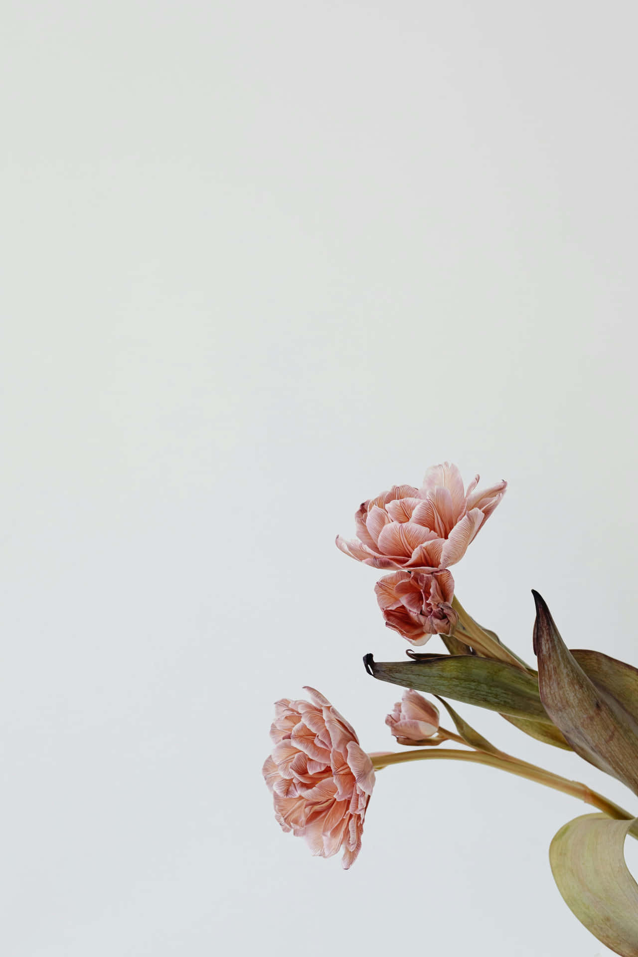 Minimalist_ Pink_ Tulips_ White_ Background Wallpaper