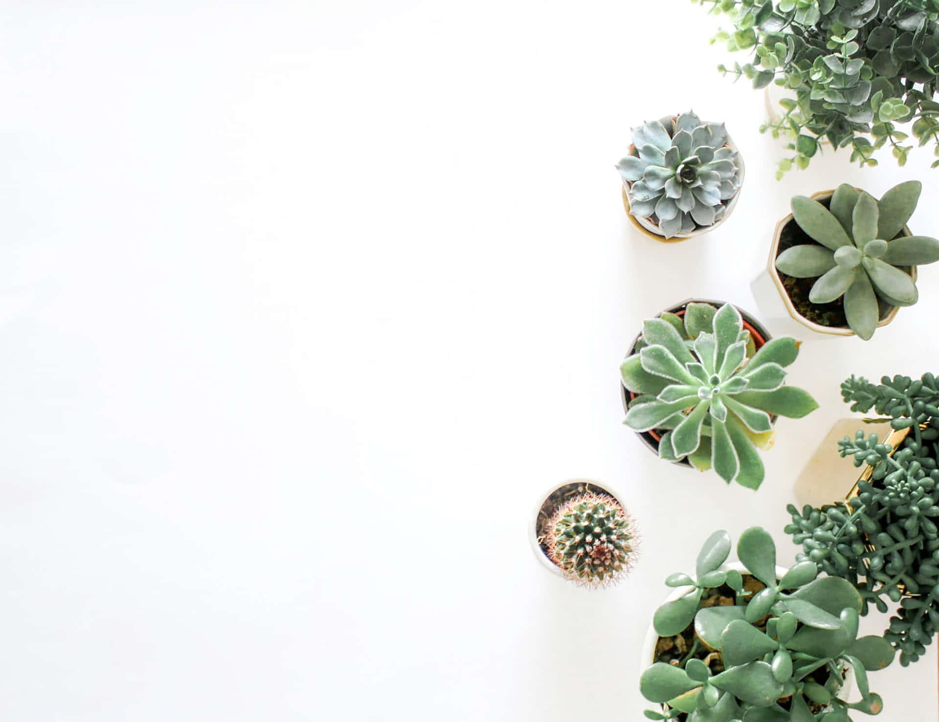 A Group Of Succulents On A White Background