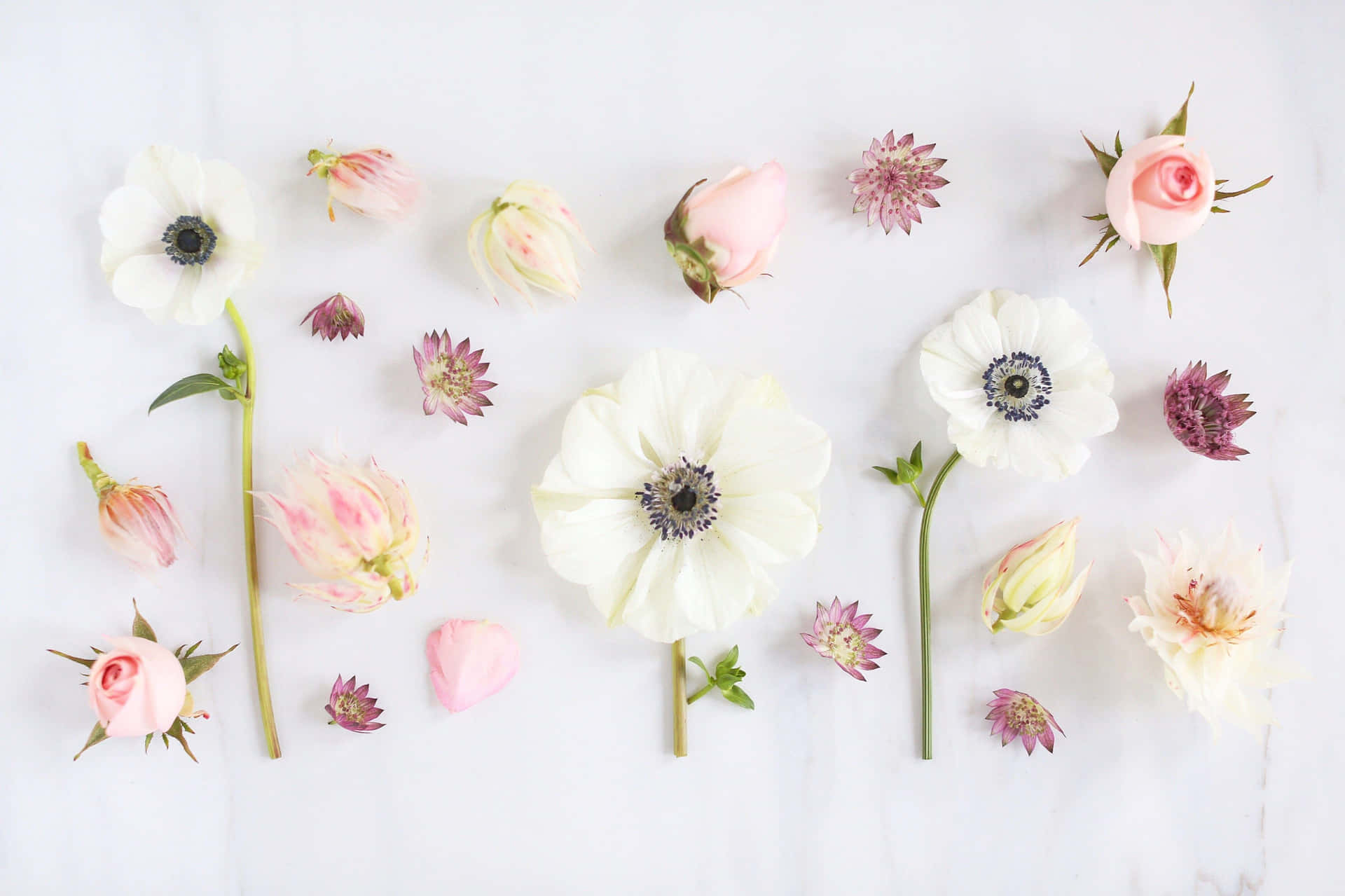 Envit Och Rosa Blomsterarrangemang På En Vit Yta