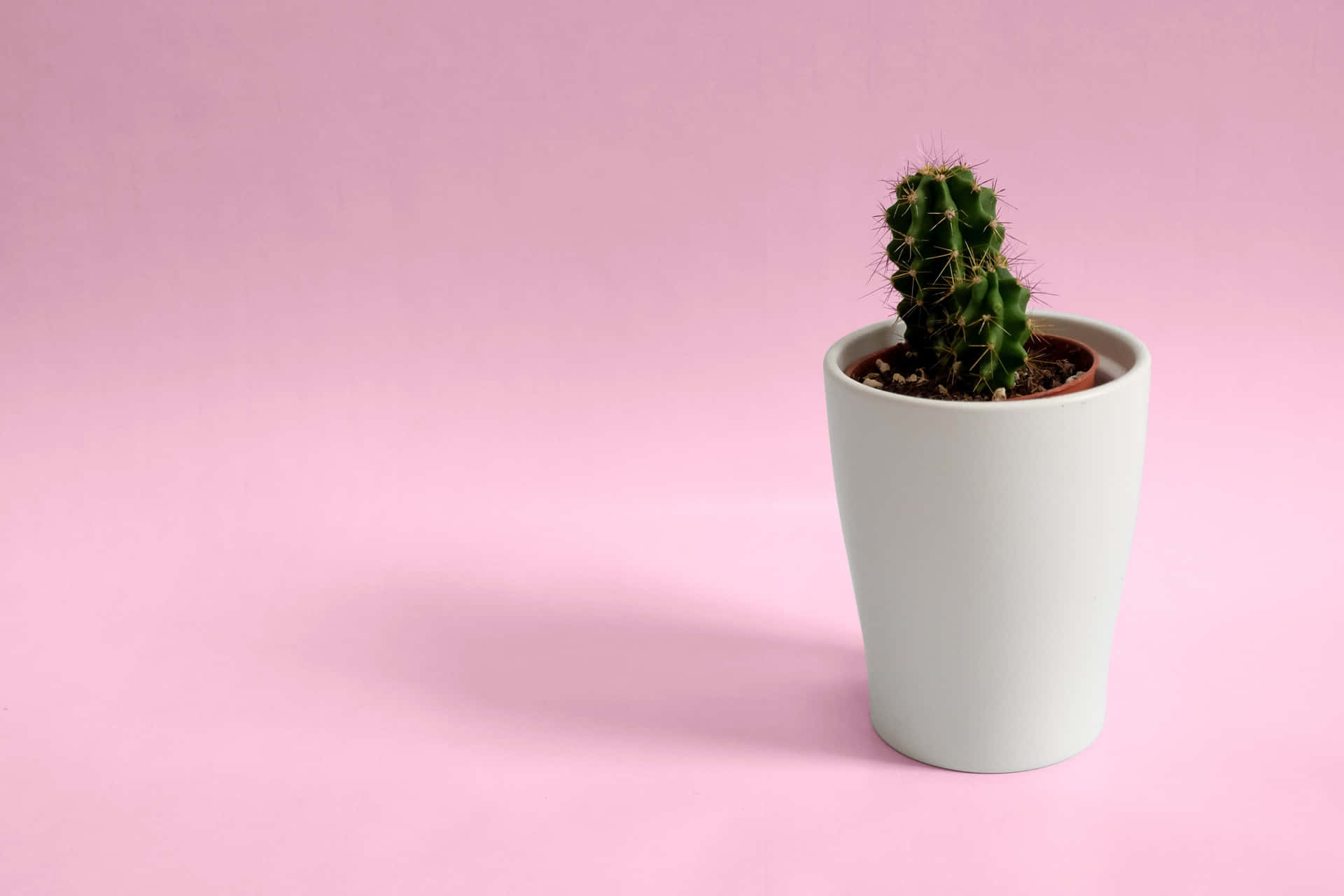 A Cactus Plant In A White Pot On A Pink Background