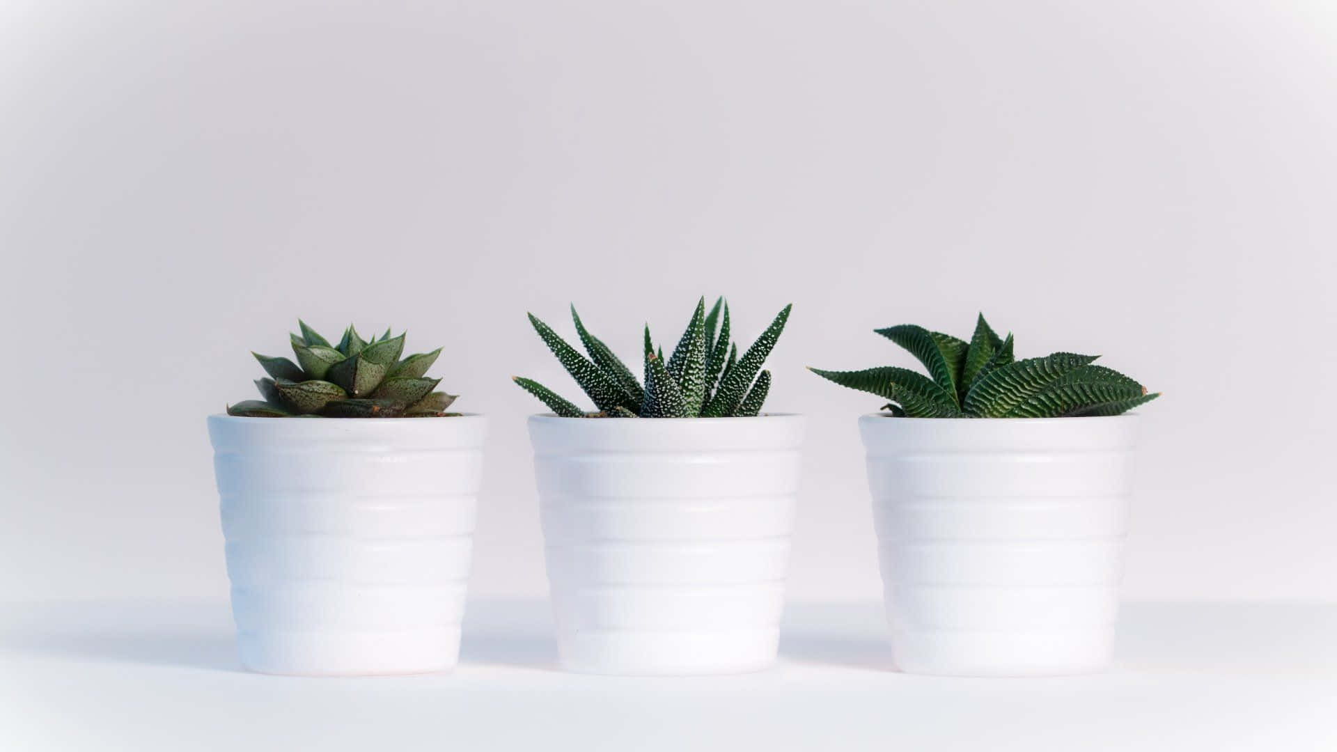 Sfondodesktop Minimalistico Con Succulente Bianche In Vaso Sfondo