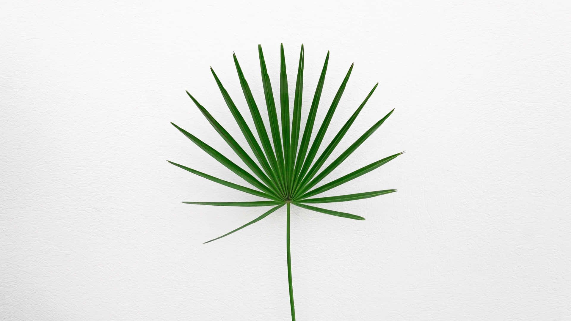 Artificial Image Minimalist Plant Desktop Wallpaper