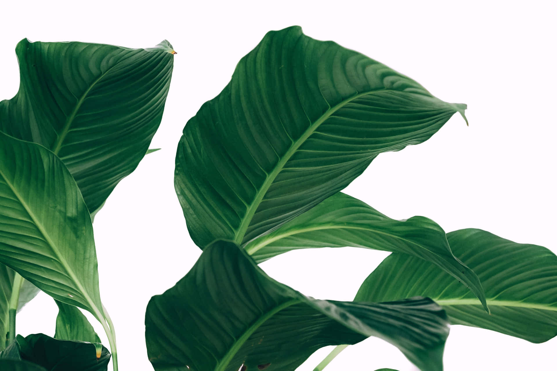 Brede grønne blade minimalistisk plante skrivebordsbaggrund Wallpaper