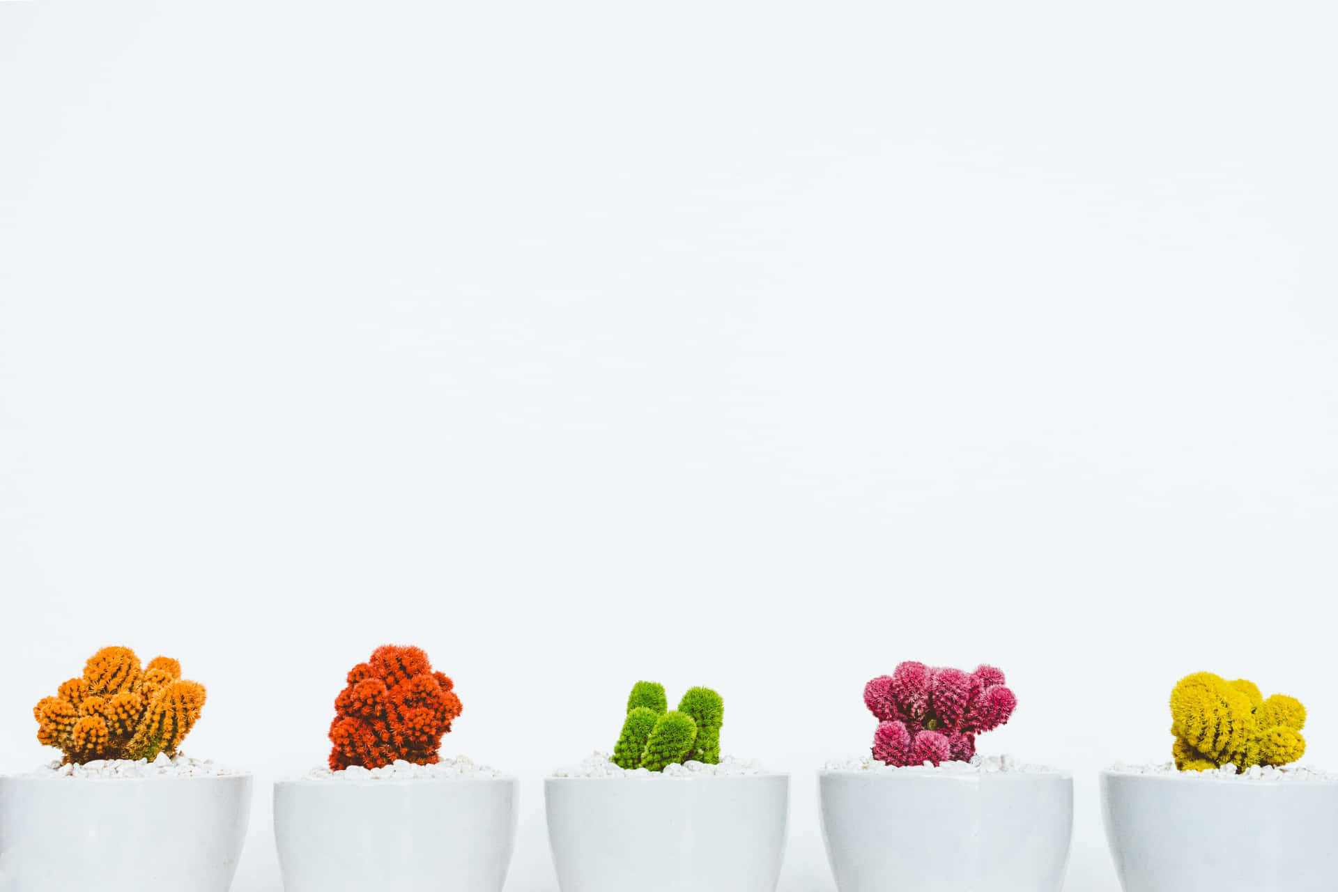 Färggladakaktusar Minimalistiskt Växtskrivbordsbakgrund. Wallpaper