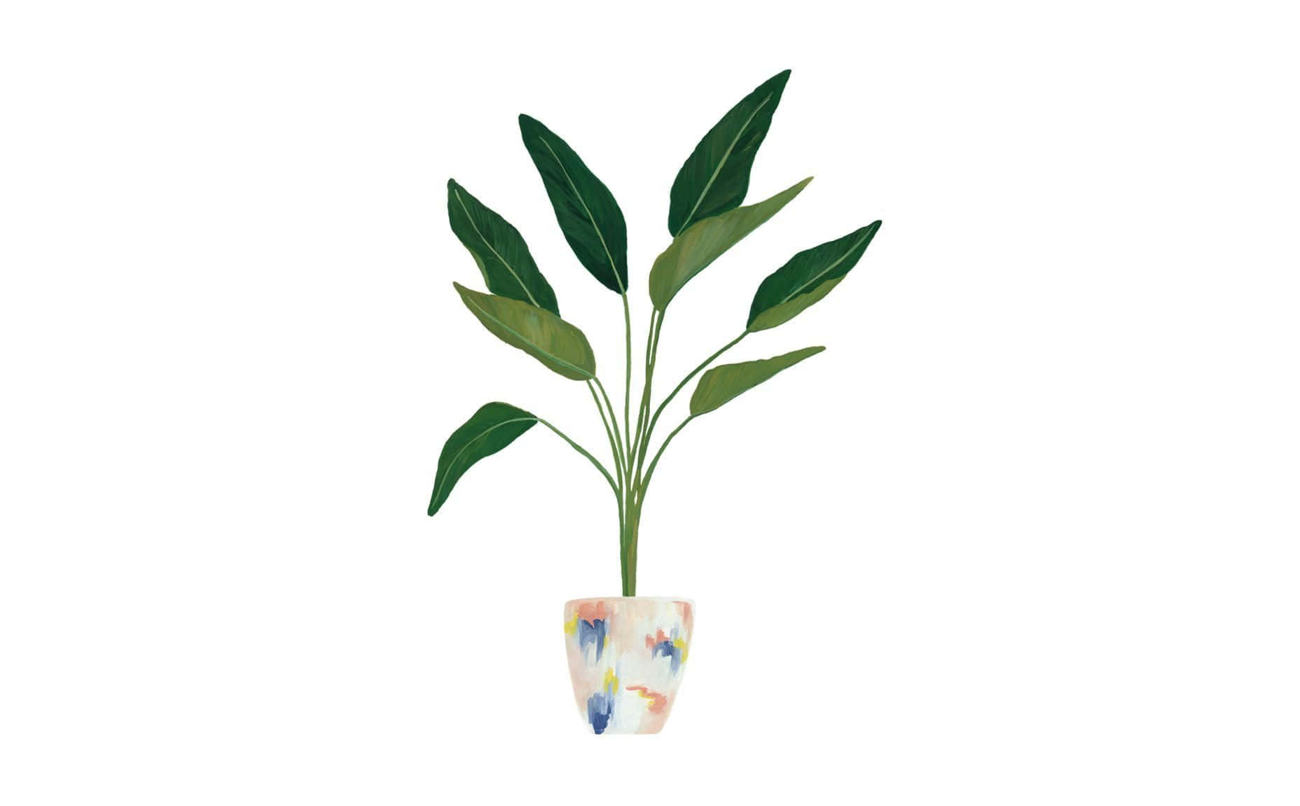 Friedenslilietacoma Minimalistische Pflanze Für Den Desktop Wallpaper