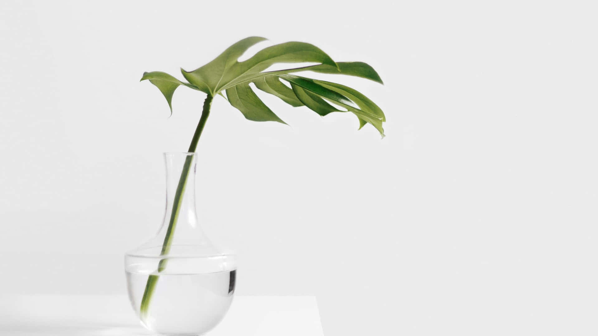 Philodendronmonstera Minimalistische Pflanzen-hintergrundbilder Für Den Desktop. Wallpaper