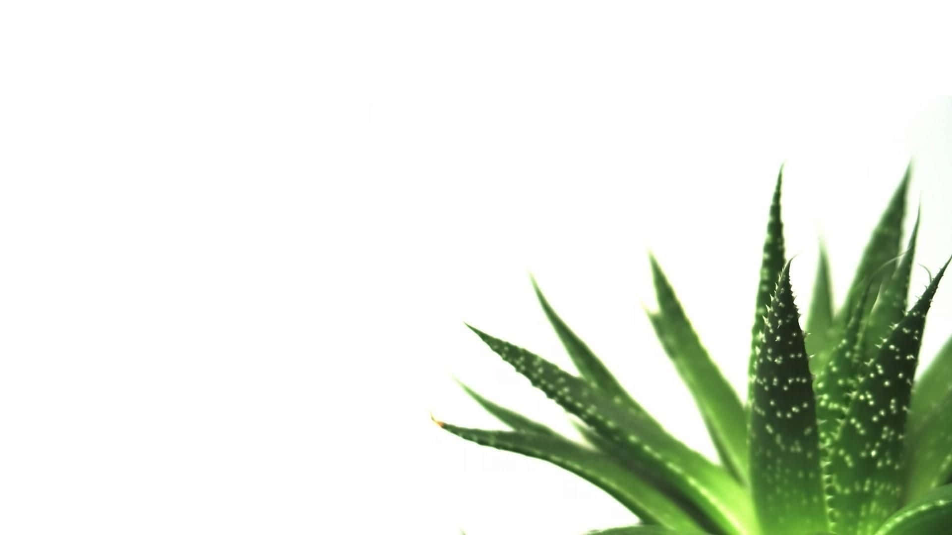 Aloe Vera Minimalist Plant Desktop Wallpaper