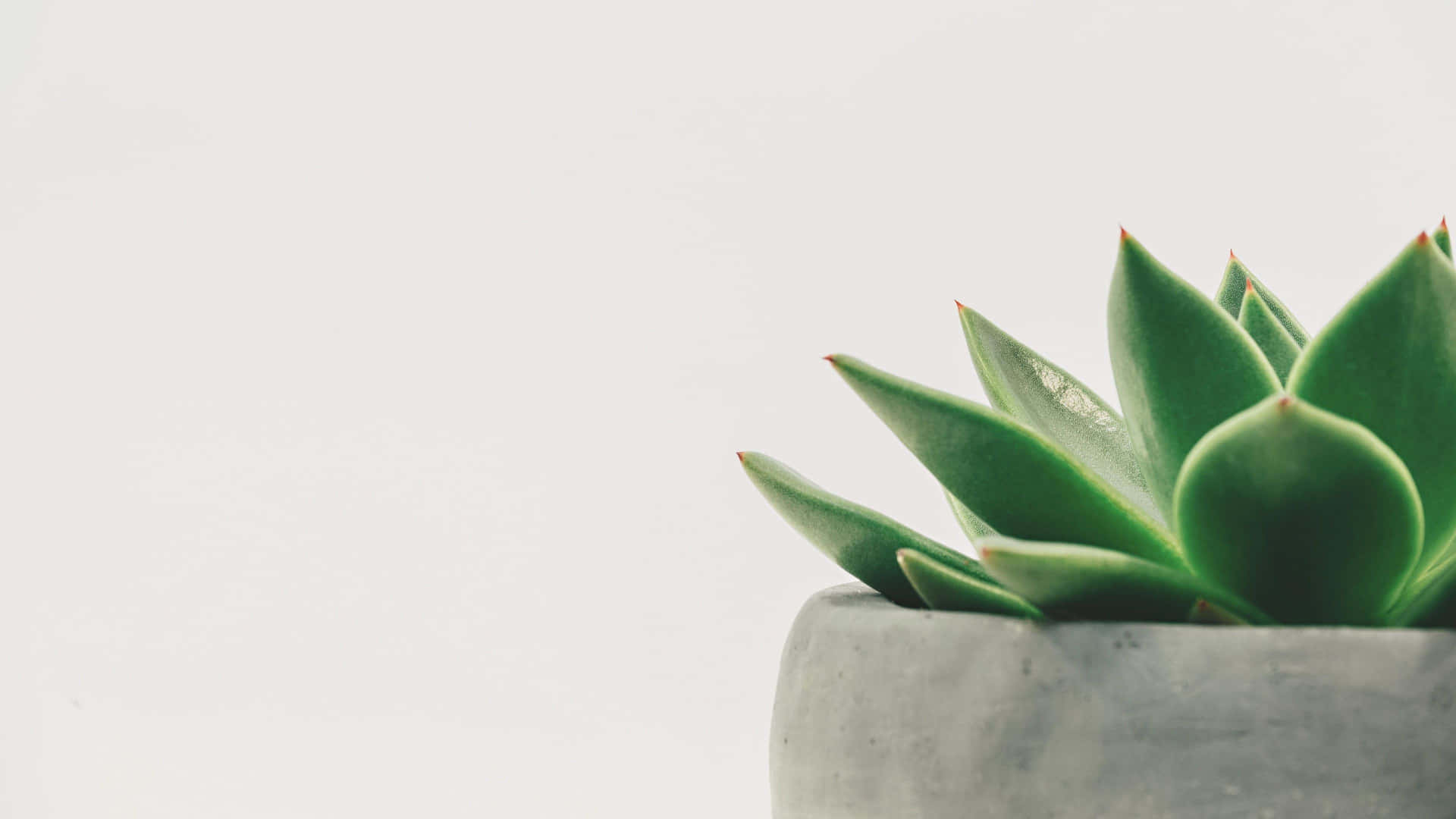 Potted Succulent Closeup Minimalist Plant Desktop Wallpaper