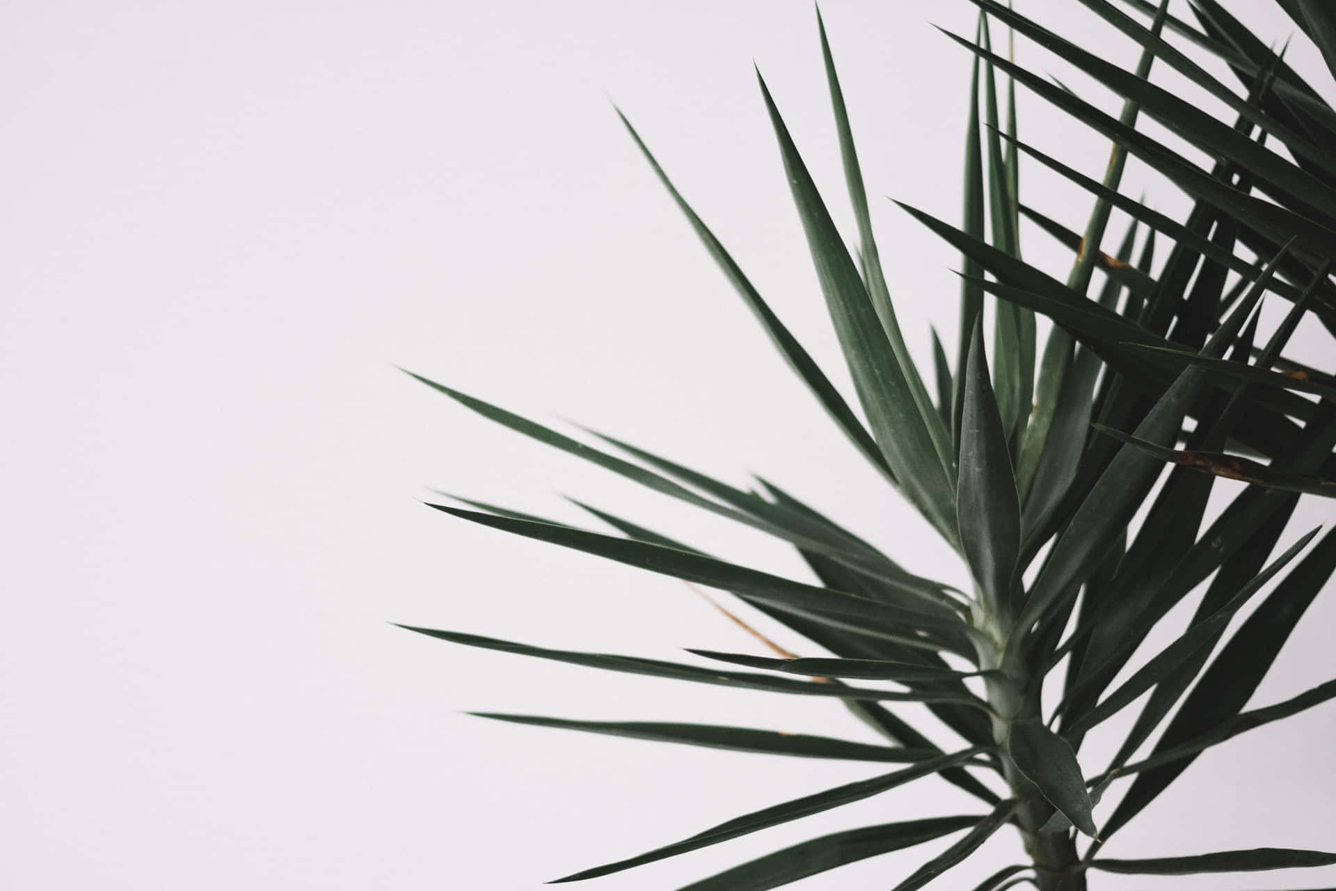 Uden stilblads Yucca Blade Minimalist Plant Desktop Tapet Wallpaper