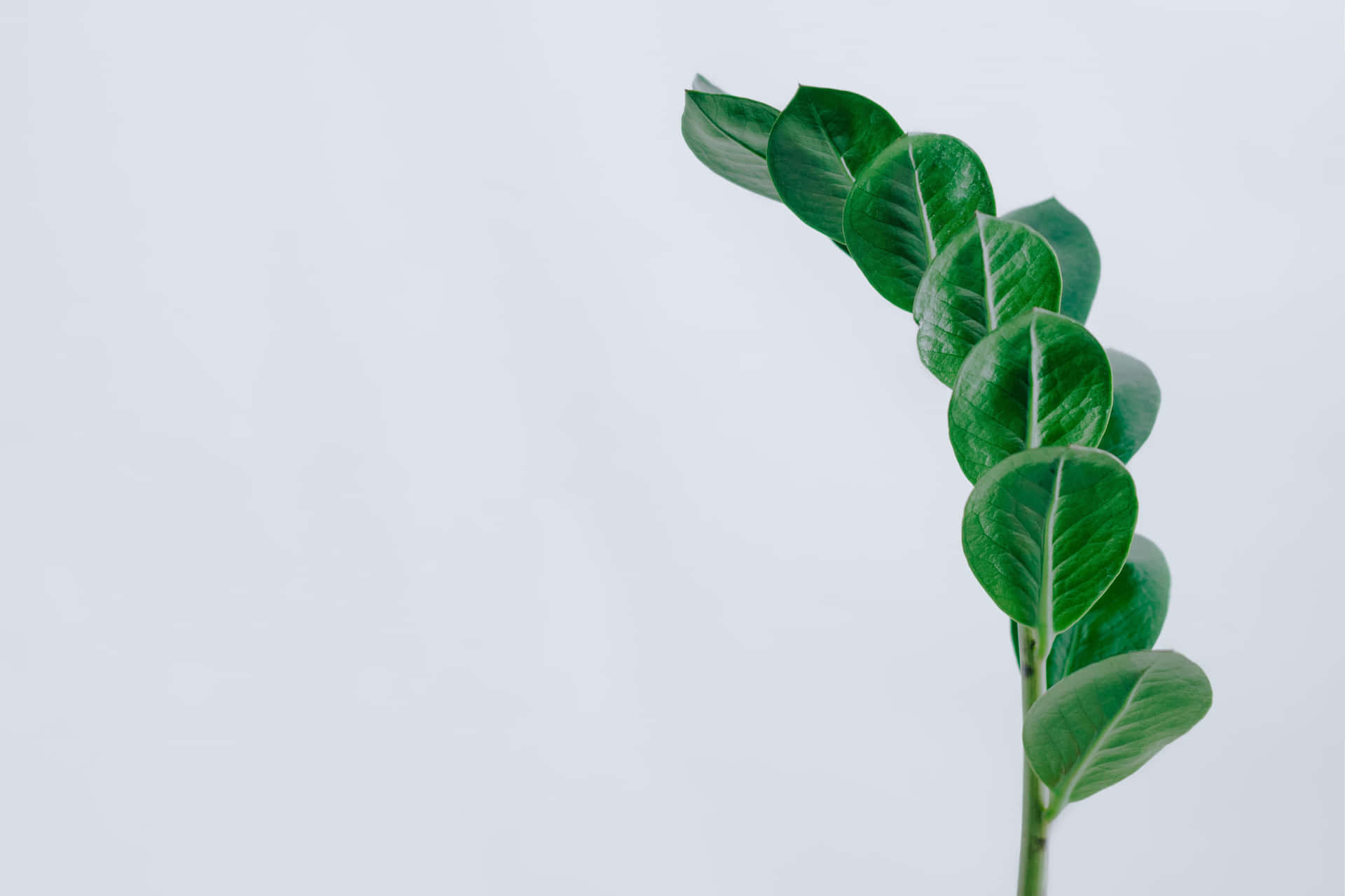 Green ZZ Leaves  Minimalist Plant Desktop Wallpaper
