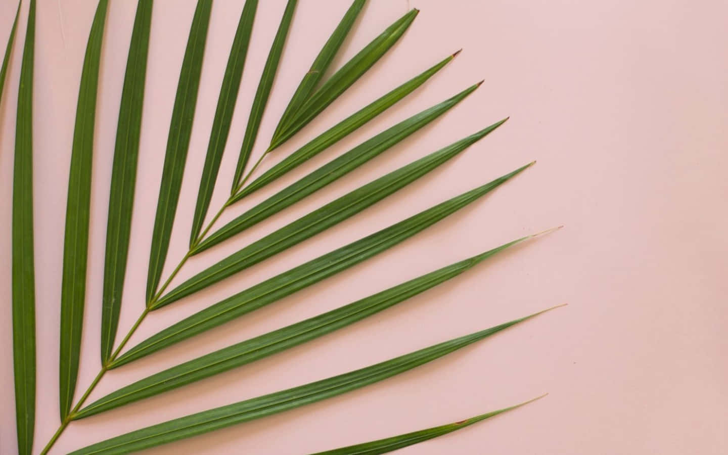 Palmblattminimalistische Pflanze Desktop Wallpaper