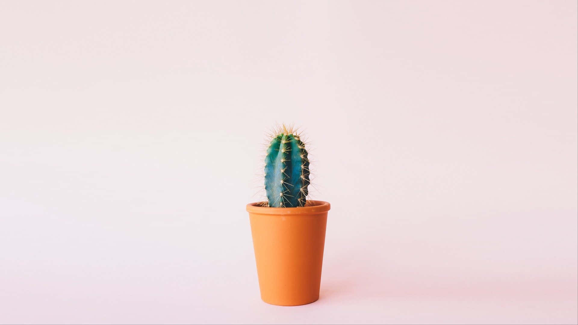 Pot Cactus Minimalist Plant Skrivebord Wallpaper