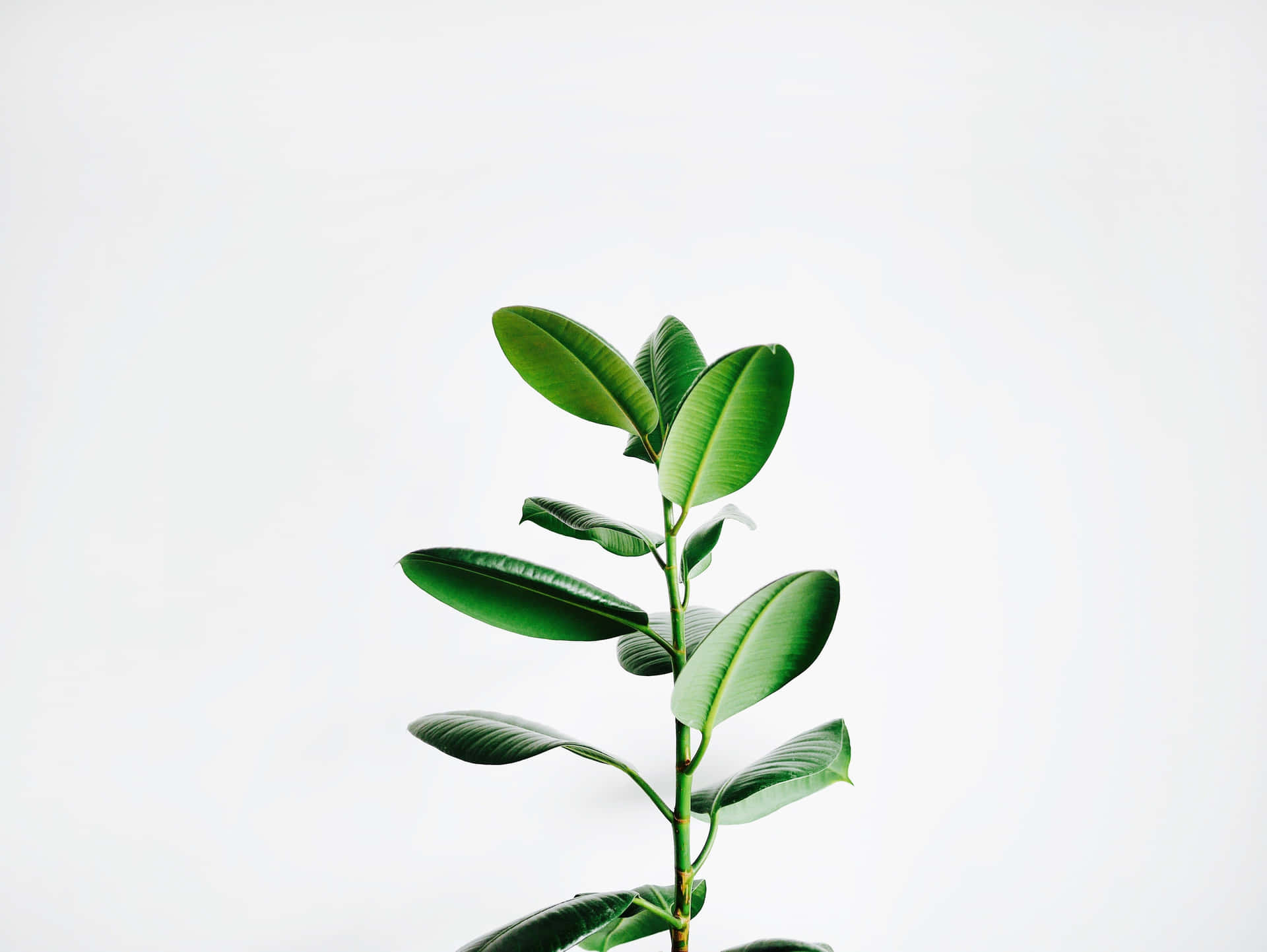 Minimalistischepflanzen-bildschirmhintergrund Mit Langem Gummibaum Wallpaper