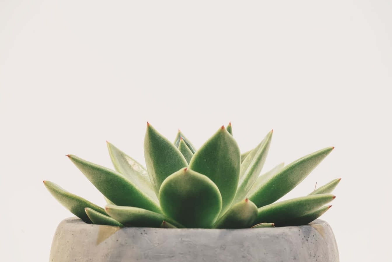 Potted Succulent Minimalist Plant Desktop Wallpaper