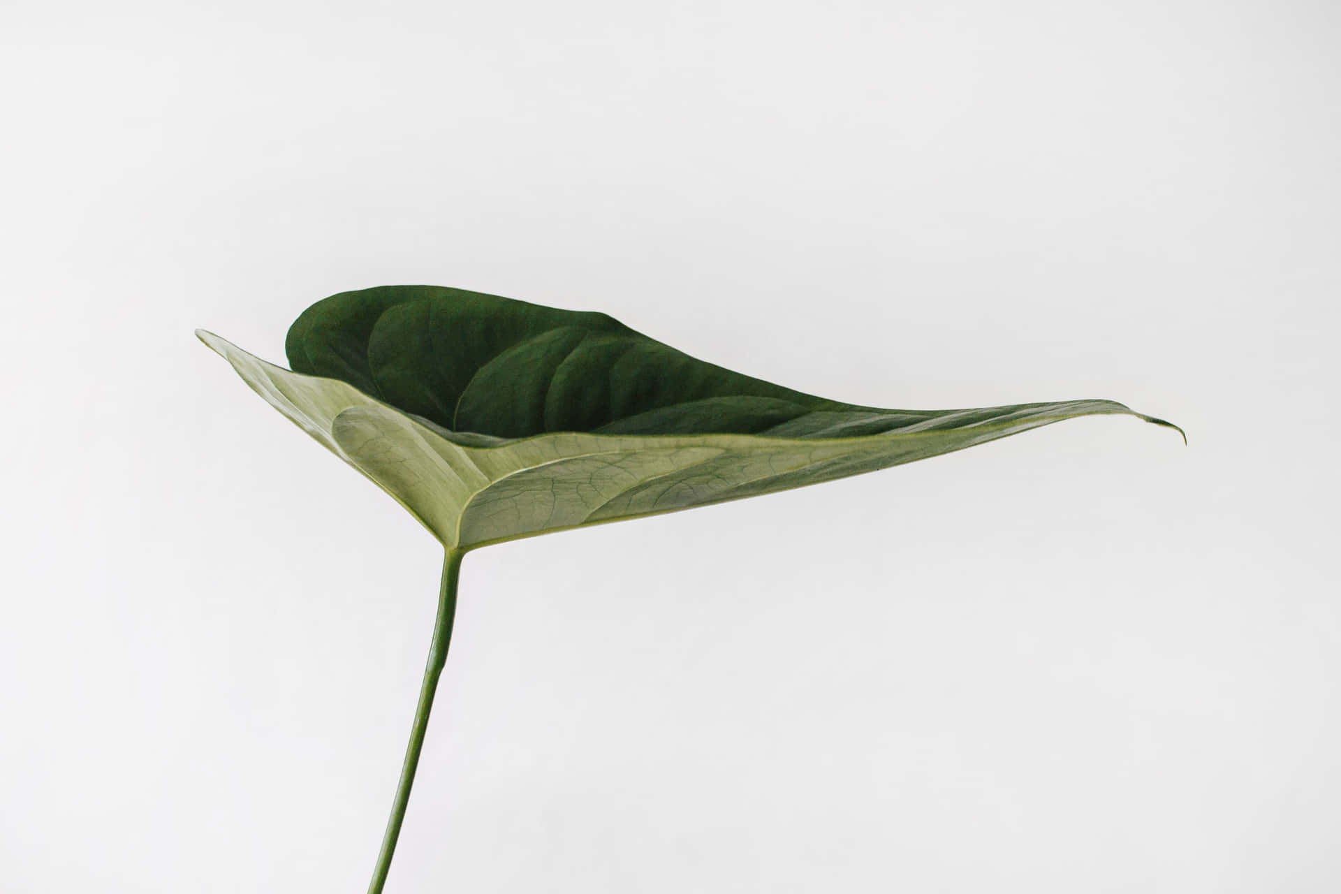 Minimalistisk Plant Skrivebord Baggrund: En subtil blanding af minimalistisk beige og grønne blade. Wallpaper