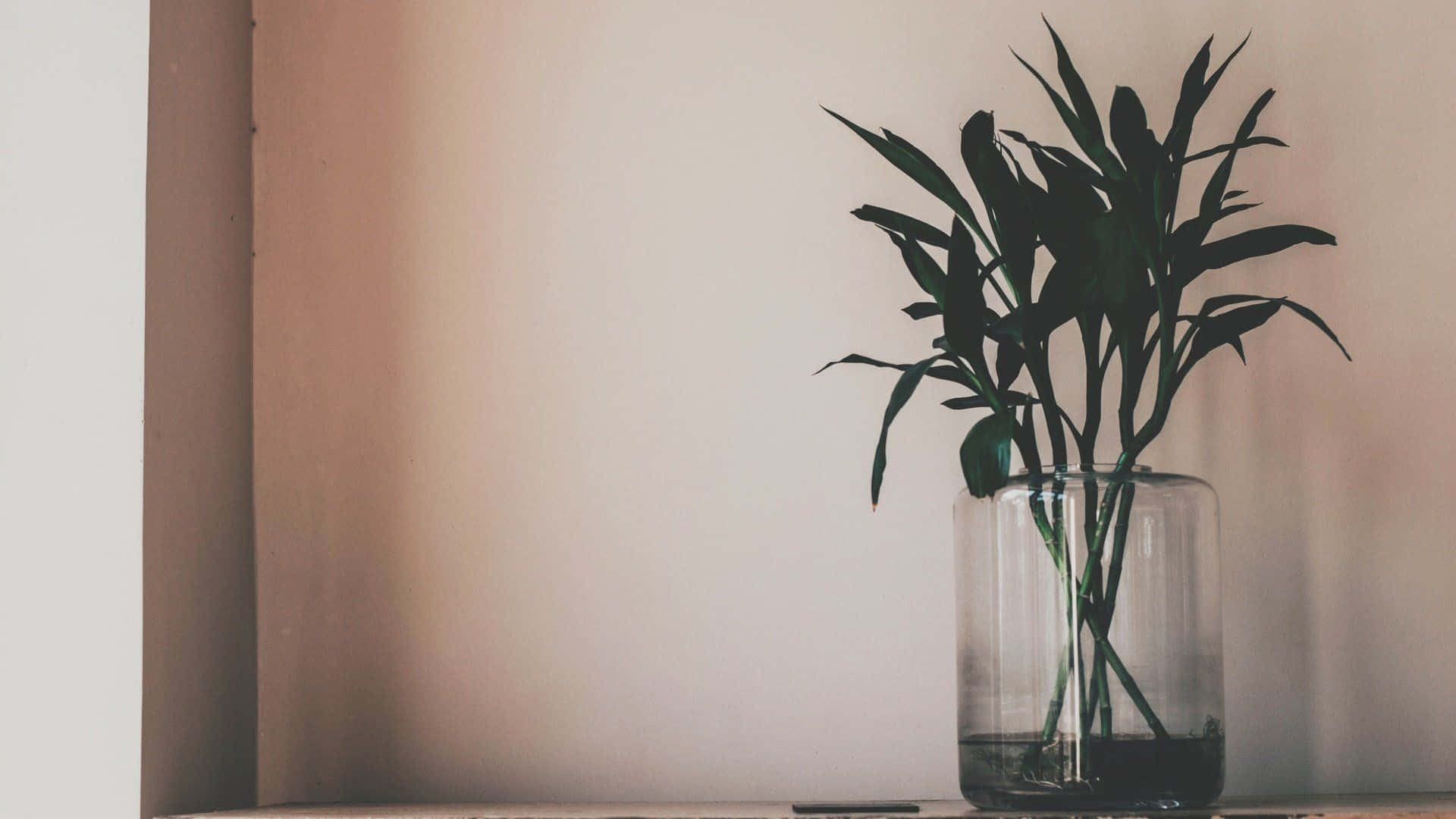 Ästhetischeinnenraum-minimalistische Pflanzen-desktop-hintergrundbilder In 4k Wallpaper