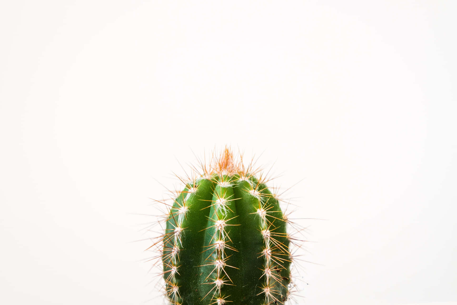 Kaktus tæt Minimalist Plant Desktop Wallpaper Wallpaper