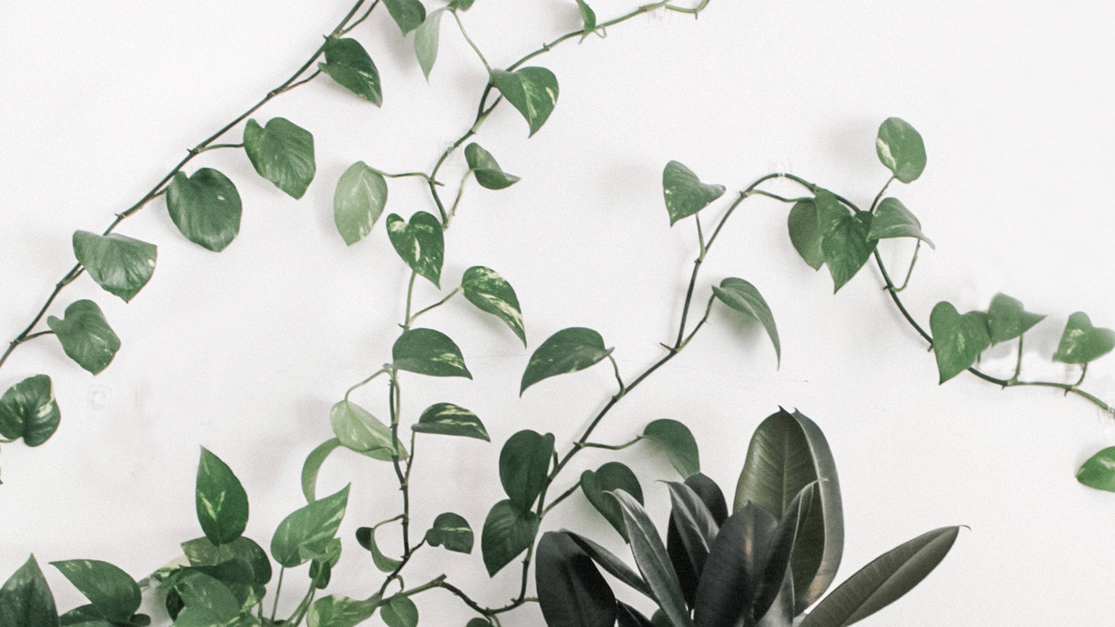 Minimalist Plant Trailing On A Wall Wallpaper