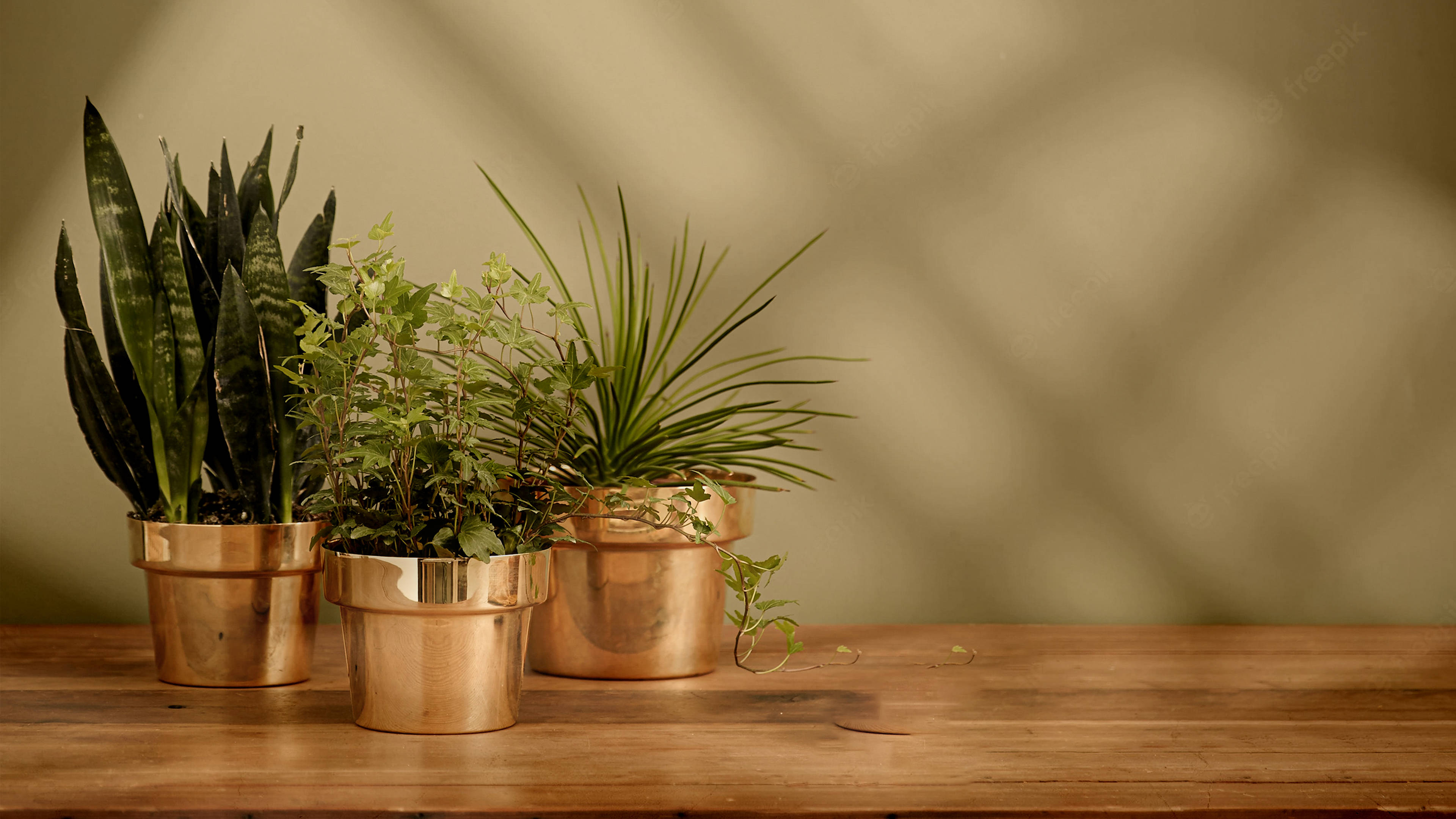 Minimalist Plant With Gold Pot Wallpaper