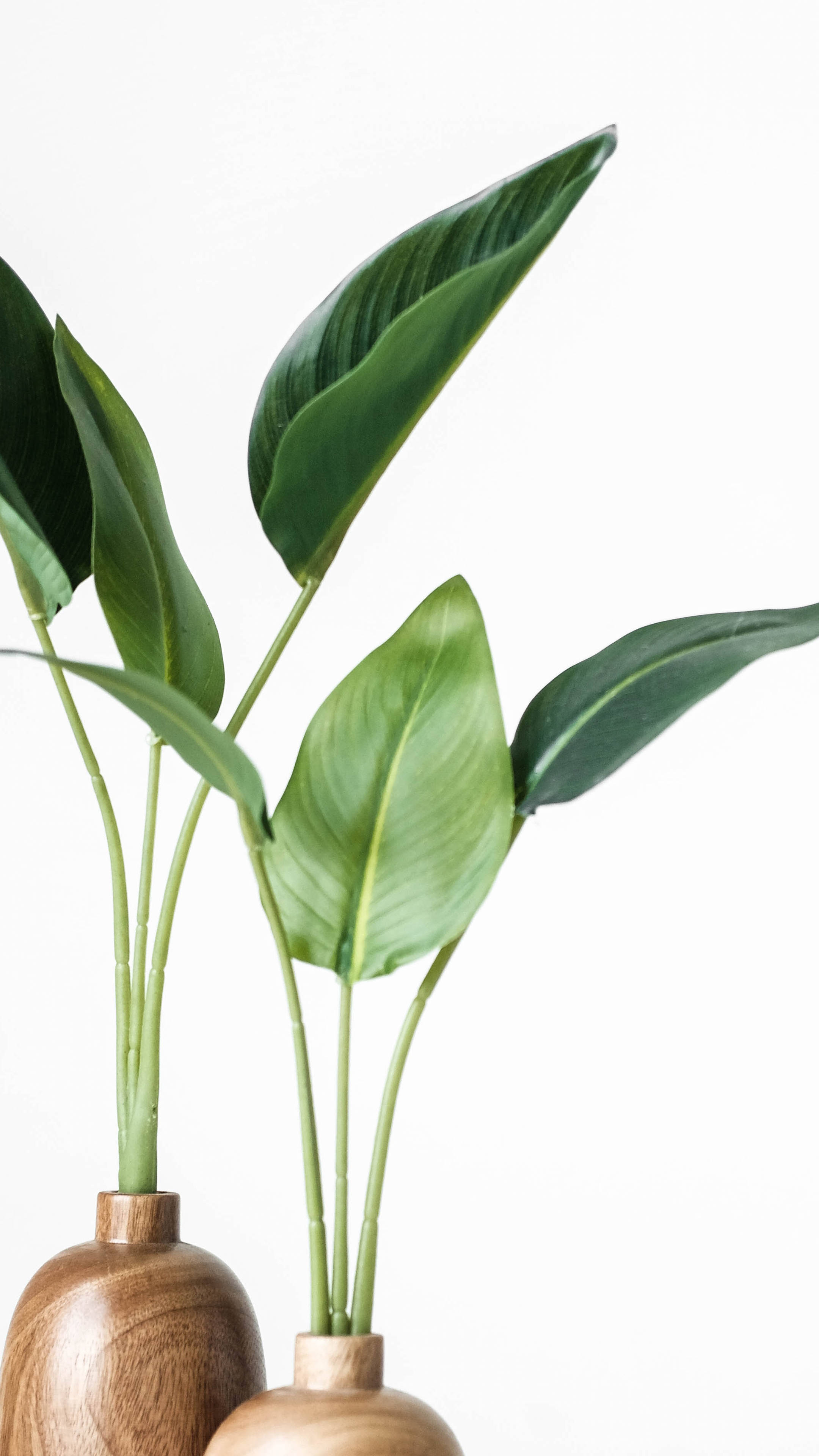 Minimalist Plant With Wooden Vase Wallpaper