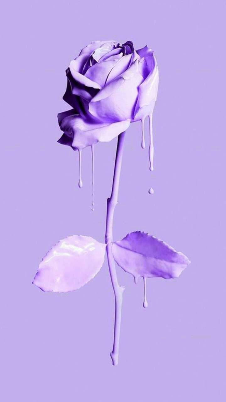 Minimalist Purple Rose Drip Art Wallpaper