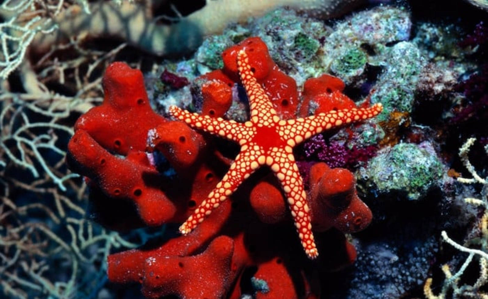Estrellade Mar Minimalista En Rojo Fondo de pantalla